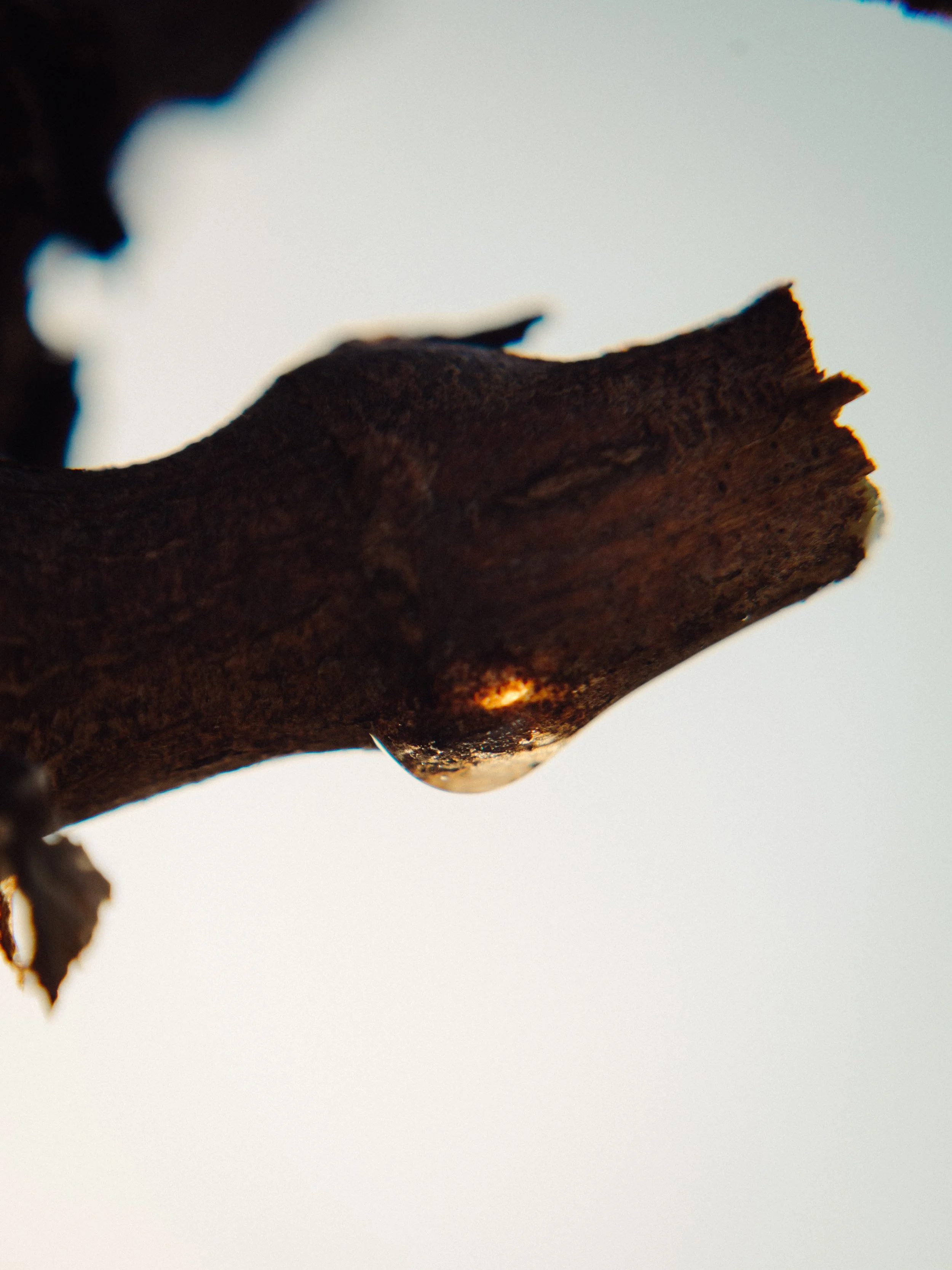 Goutte d'eau suspendue à une branche en bois, avec un ciel clair en arrière-plan.
