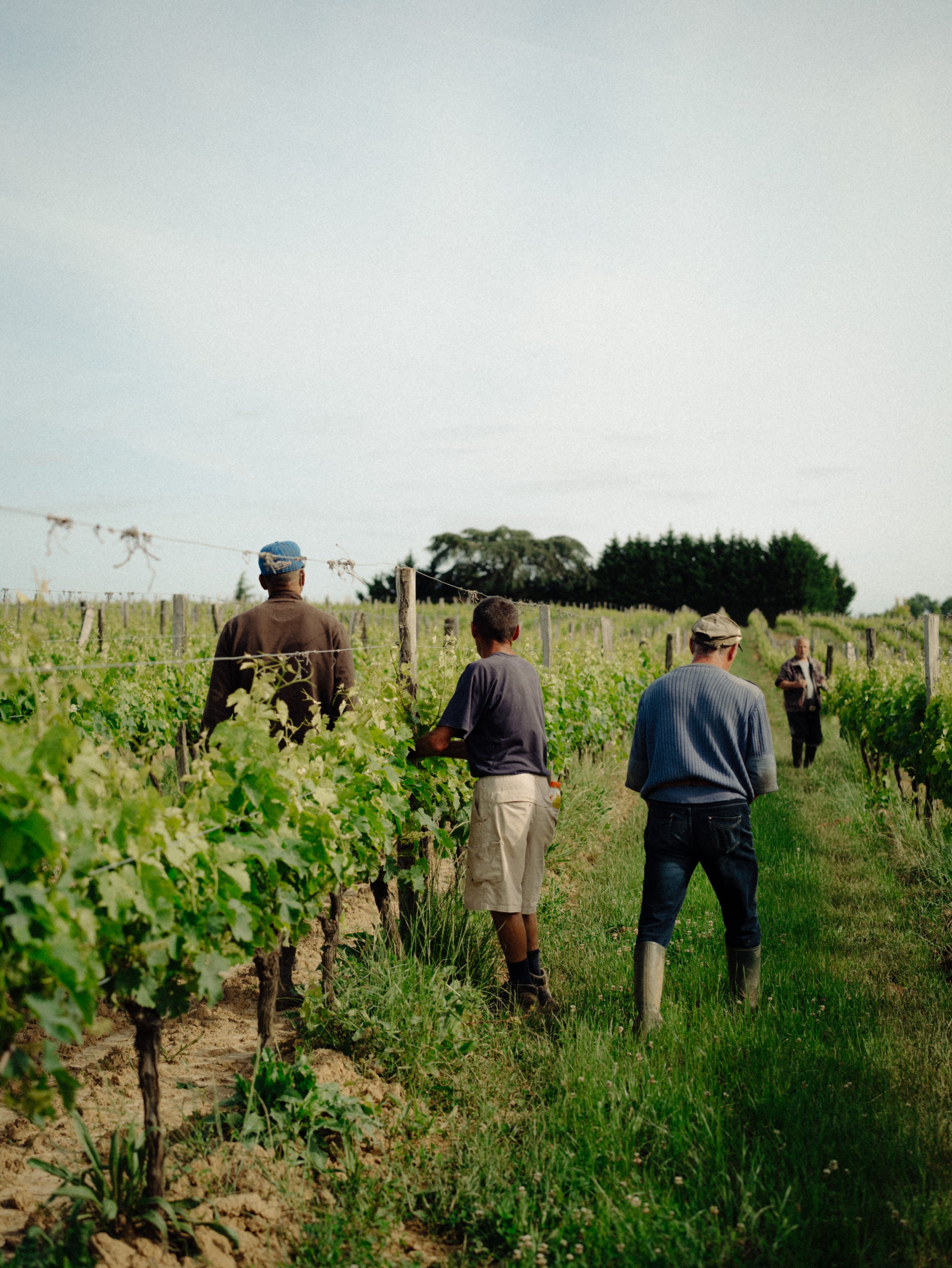 Group of people walking through a vineyard on a sunny day.
