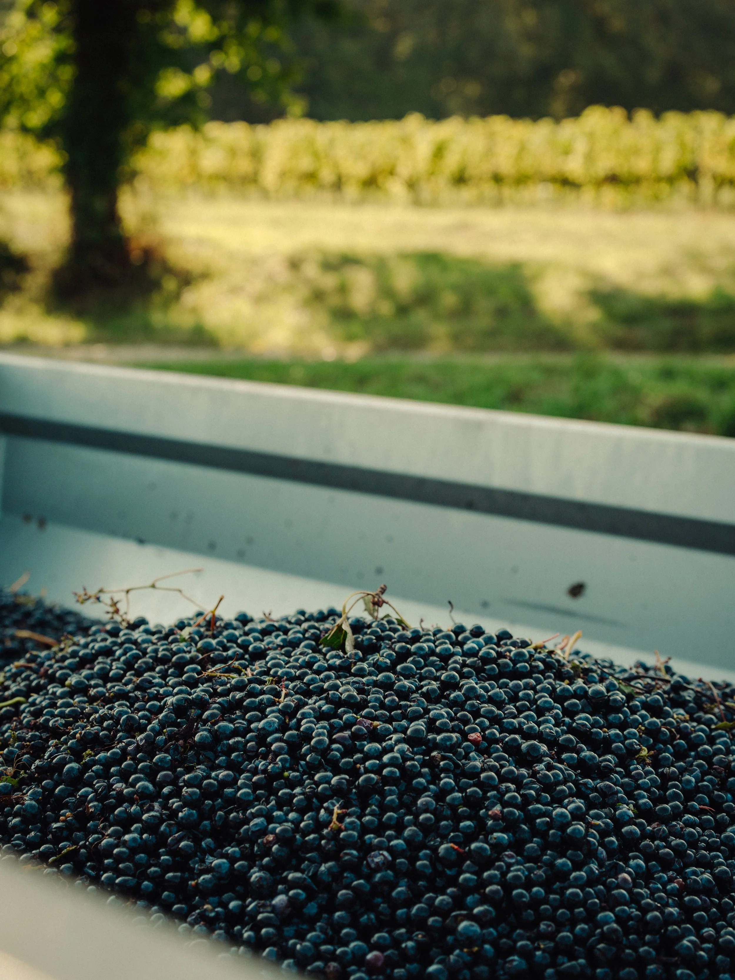 Raisinierre avec des raisins noirs dans une région viticole, avec des rangées de vignes en arrière-plan