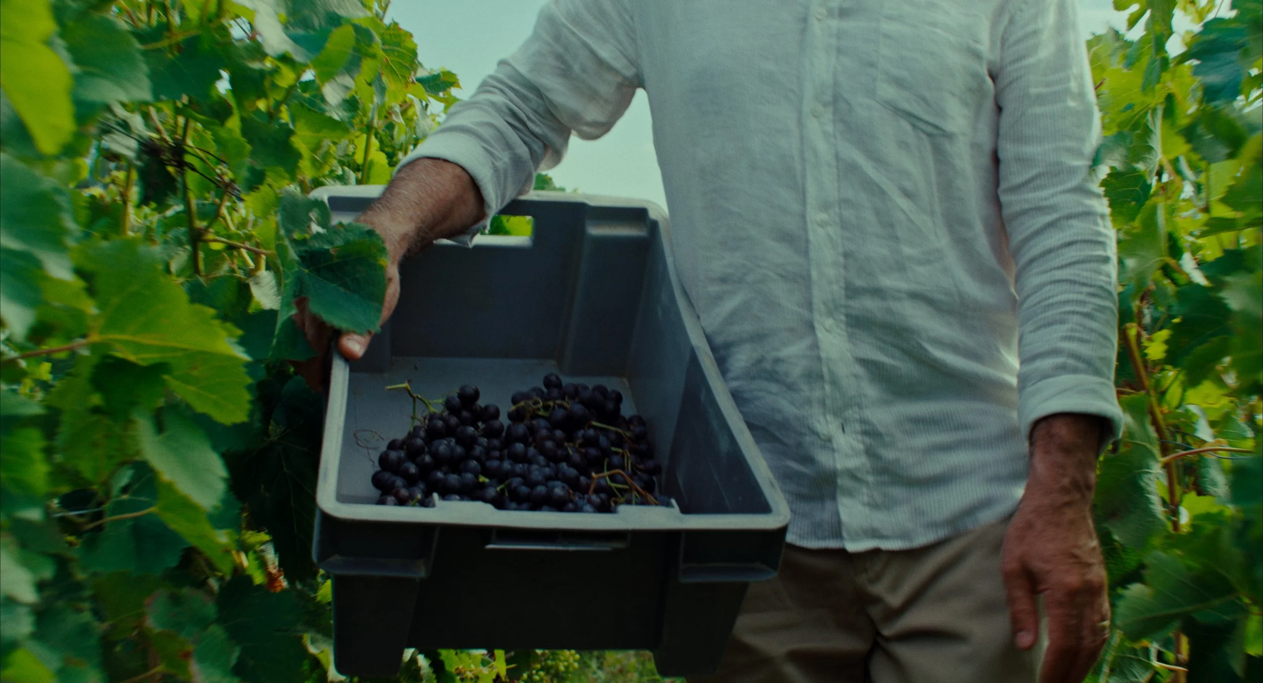 Homme récoltant des raisins noirs dans un vignoble, tenant une caisse remplie de raisins.