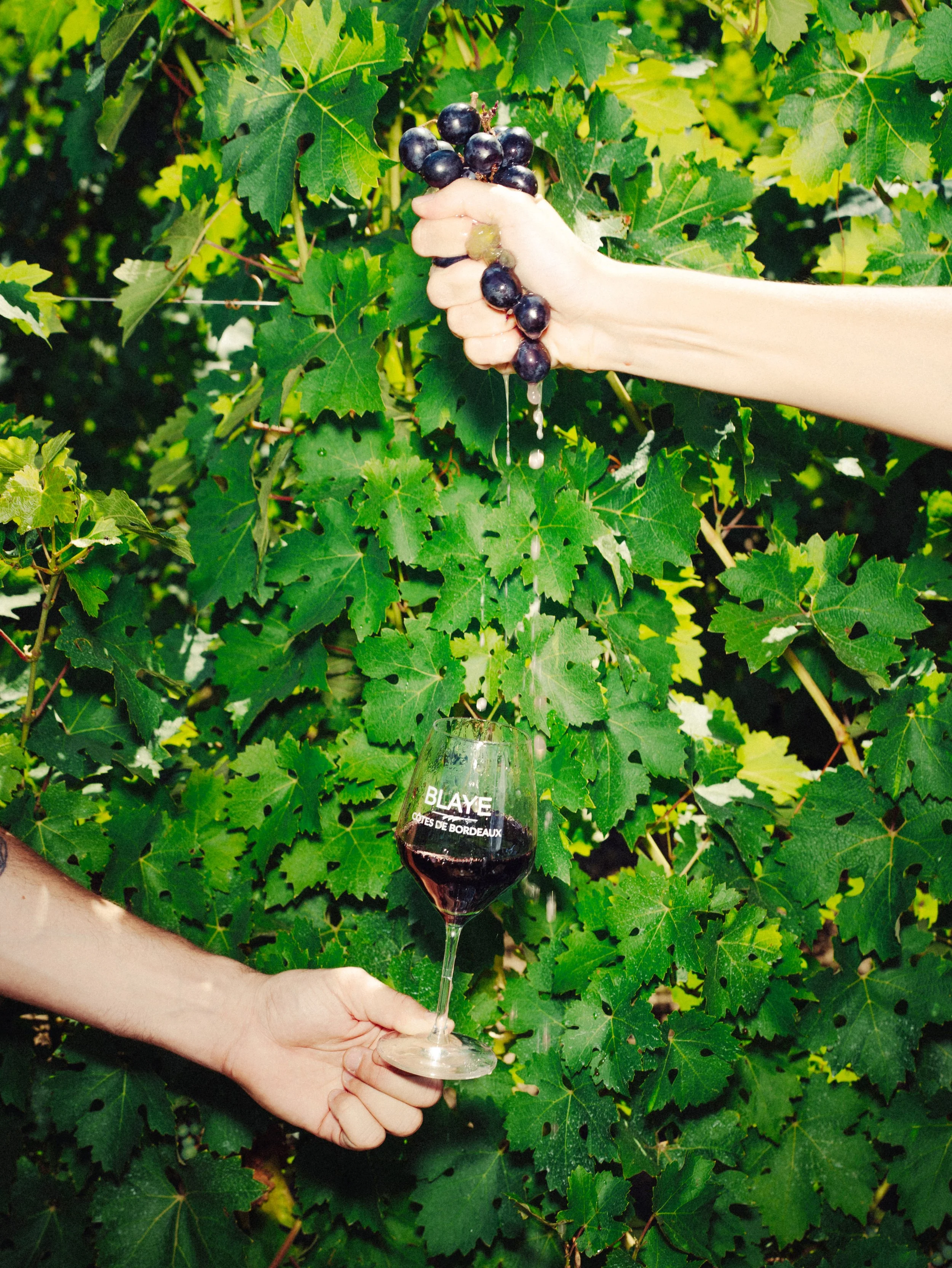 Une main tient un grappin de raisins noirs, une autre main tient un verre de vin rouge portant l'inscription 'Blaye Côtes de Bordeaux', dans un vignoble vert avec des feuilles de vigne.