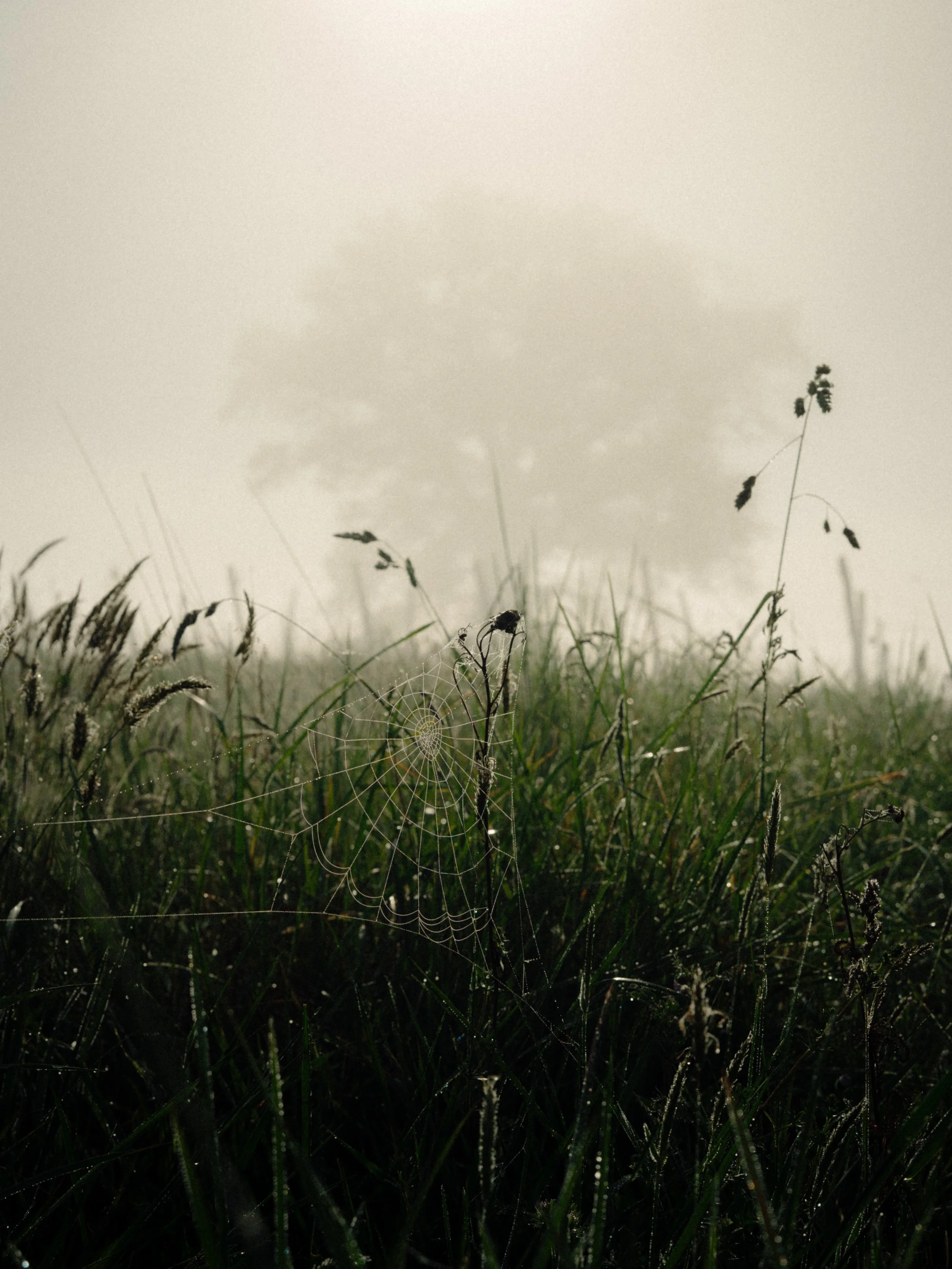 Herbe mouillée avec une toile d'araignée suspendue entre deux tiges, brume ou ciel gris en arrière-plan.