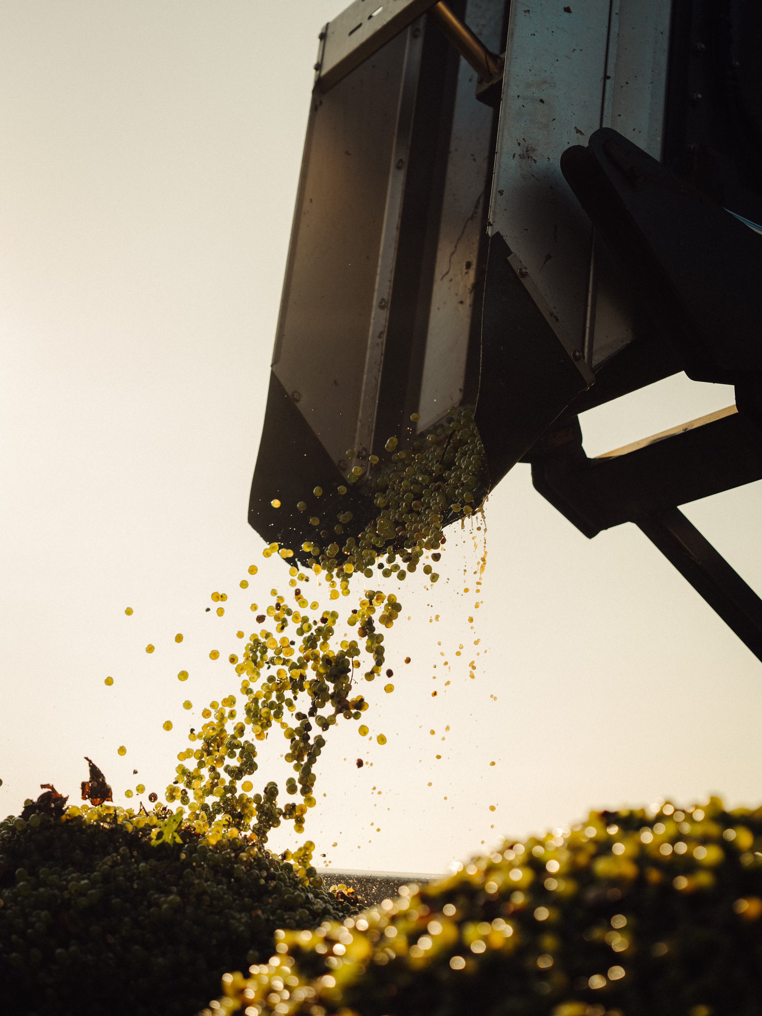 Vue de grains de raisins verts en train d'être récoltés ou traités, écoulant d'un équipement industriel ou de récolte dans une lumière douce.