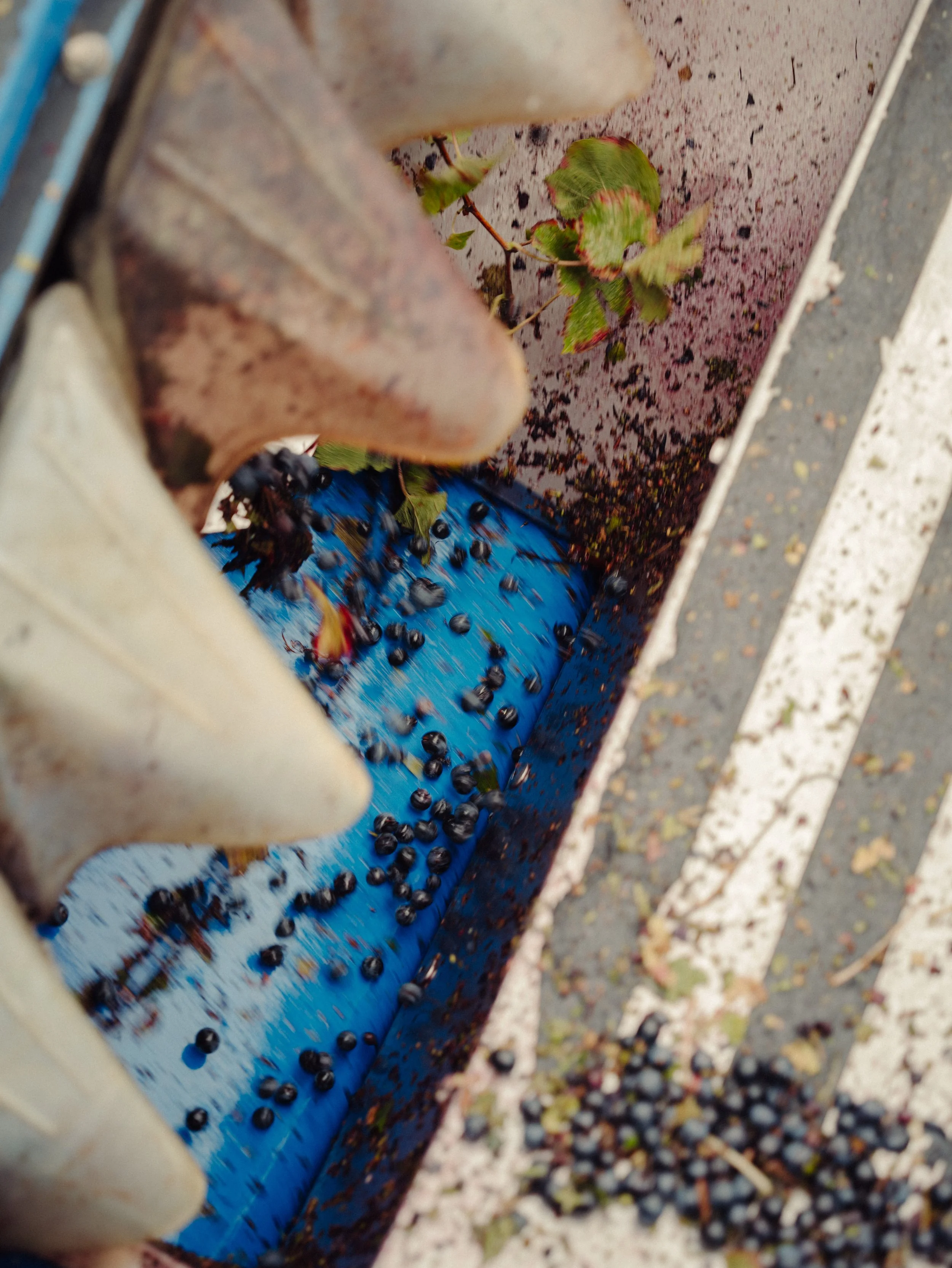 Mainly a handful of black olives falling into a blue container, with some grapes and leaves, and a person wearing a white glove holding some of the olives.