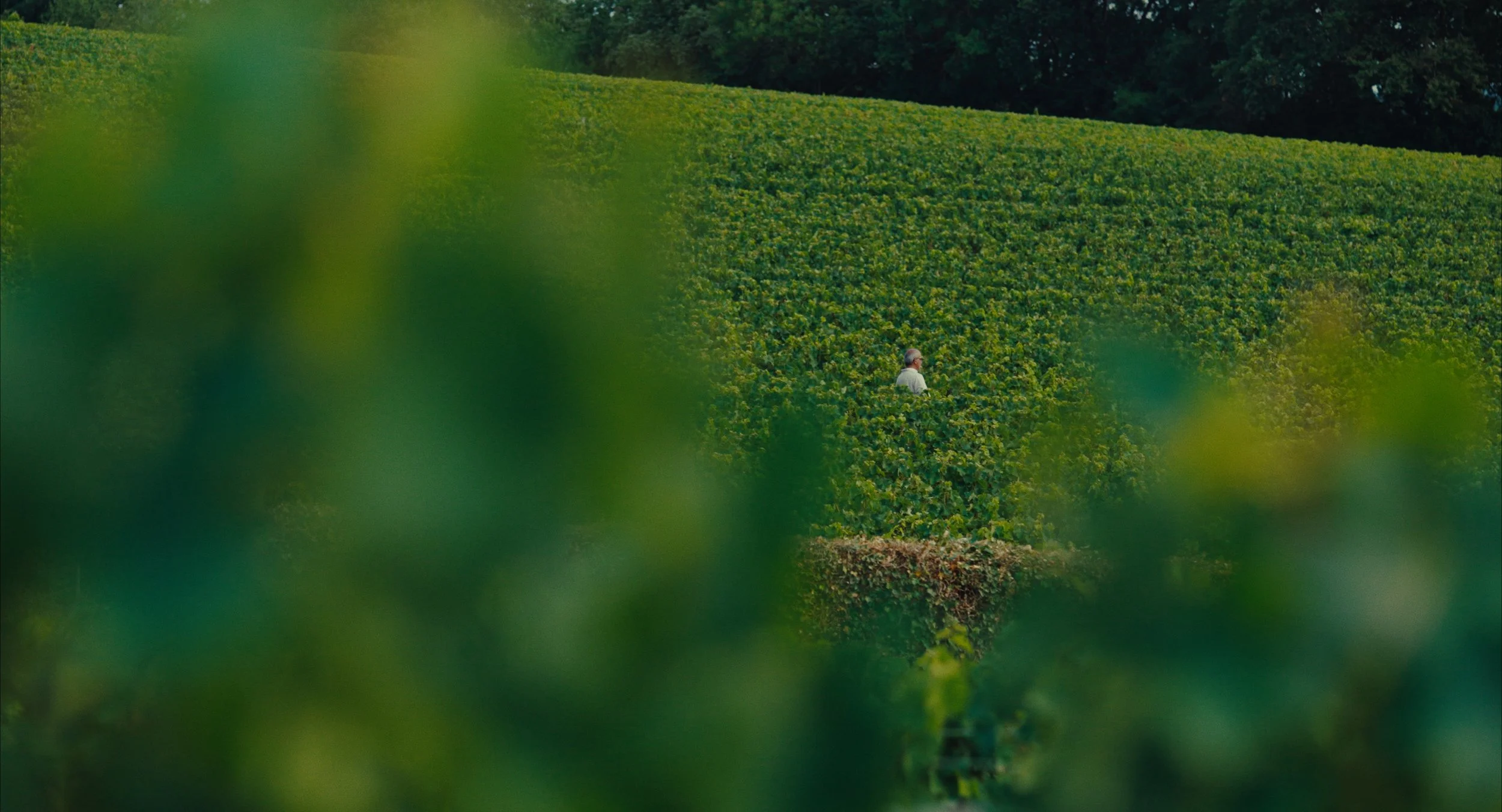 Une personne dans un champ de vignes verdoyantes, prise à travers un feuillage flou.