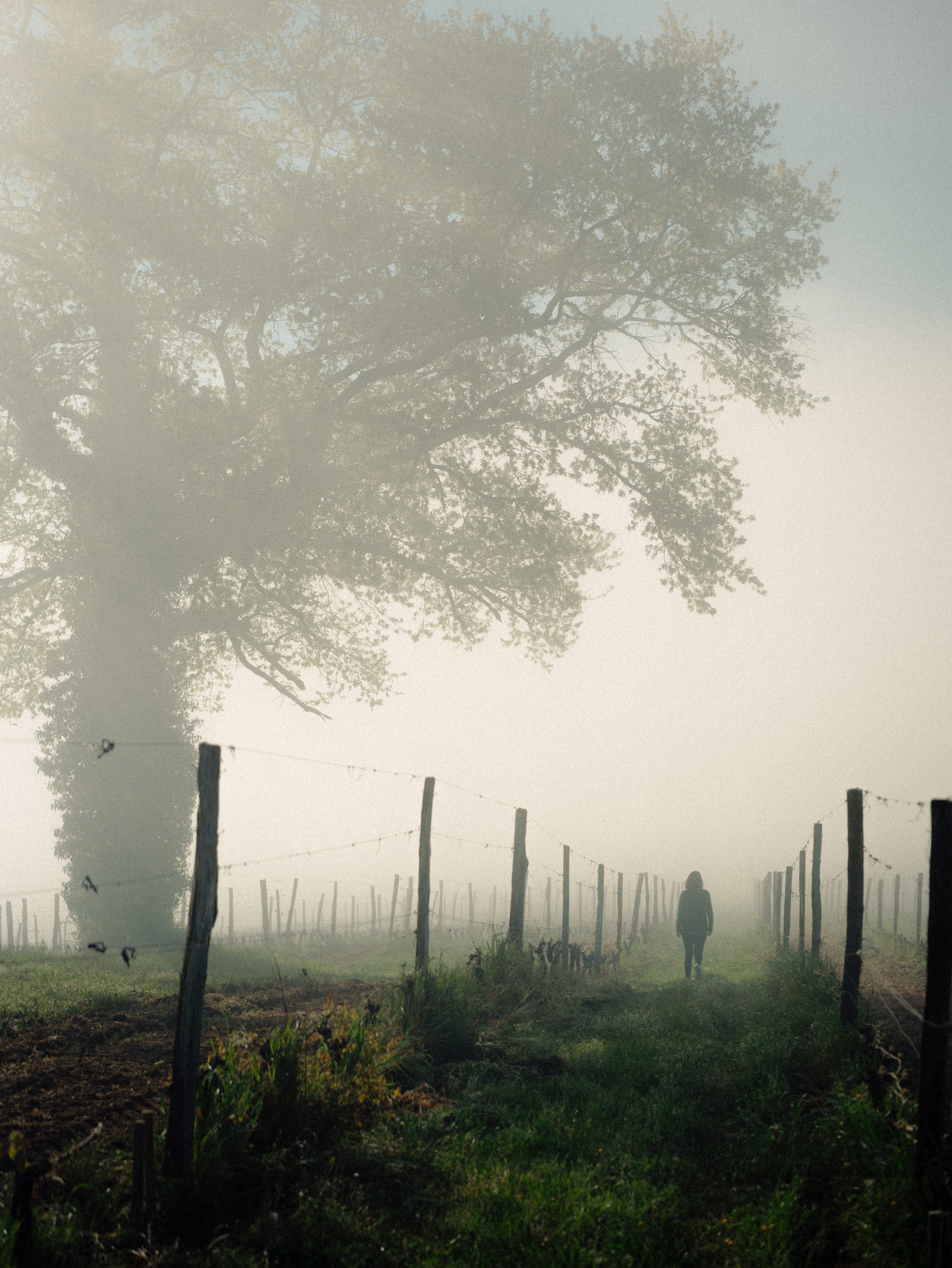 Un chemin bordé de clôtures en bois, avec une personne marchant au loin, entouré d'arbres et enveloppé de brouillard.