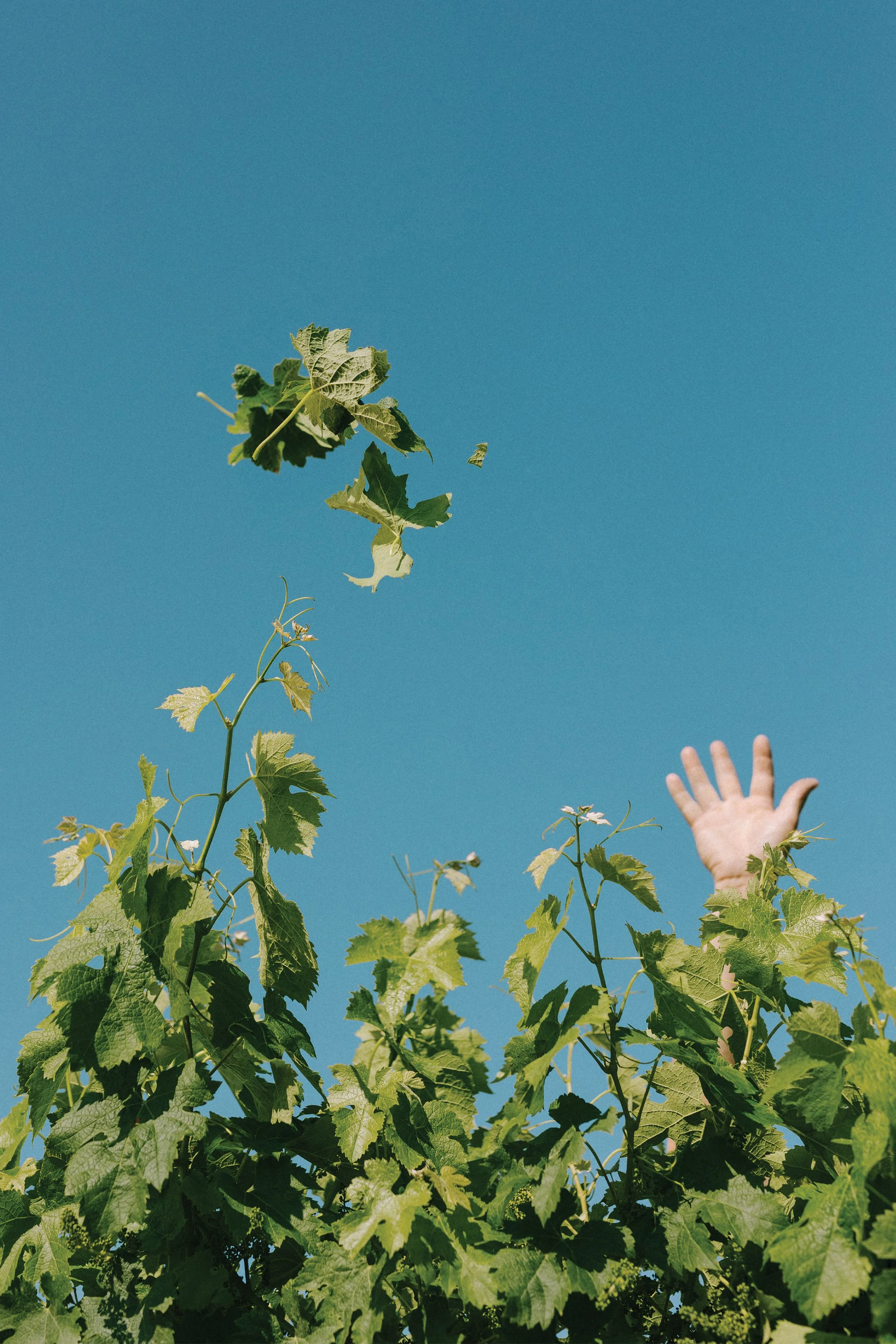 Une main d'enfant qui lèche des feuilles de vigne vertes contre un ciel bleu clair.