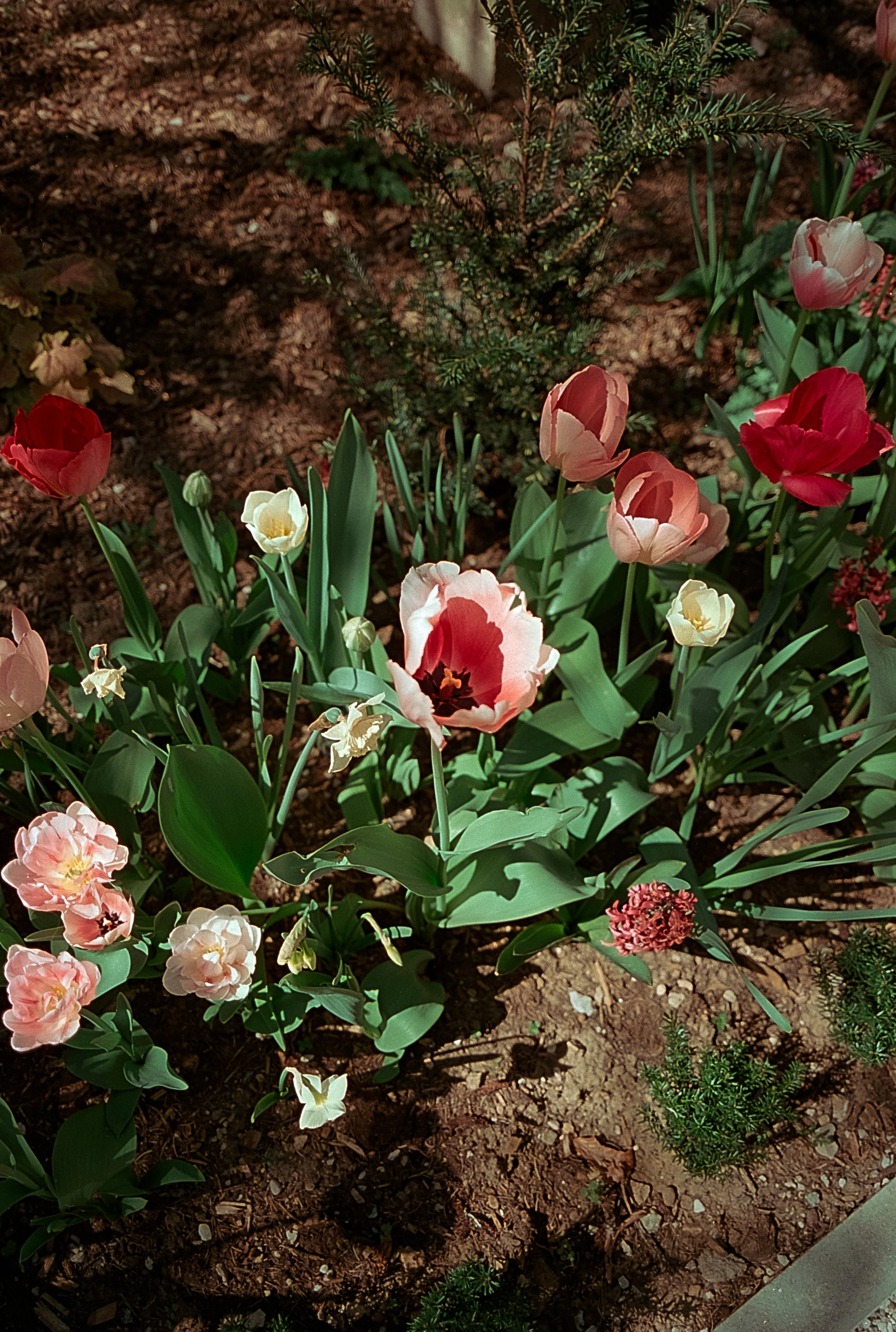 Un massif de fleurs composé de tulipes roses, blanches et rouges dans un jardin, avec de la terre visible en arrière-plan.