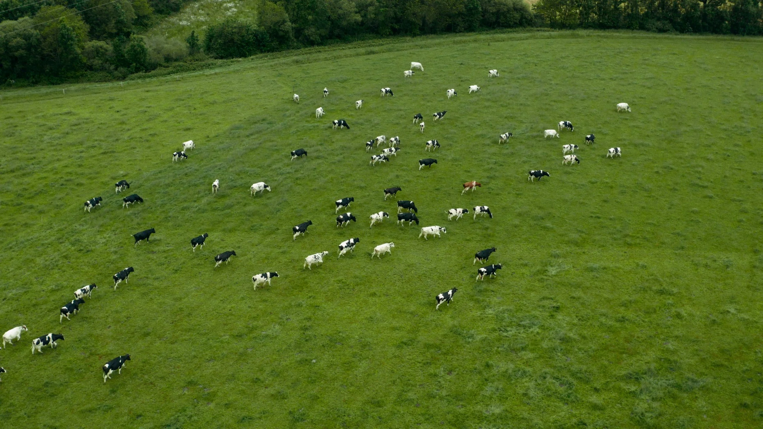 Vachettes de différentes couleurs pâturant dans un champ vert