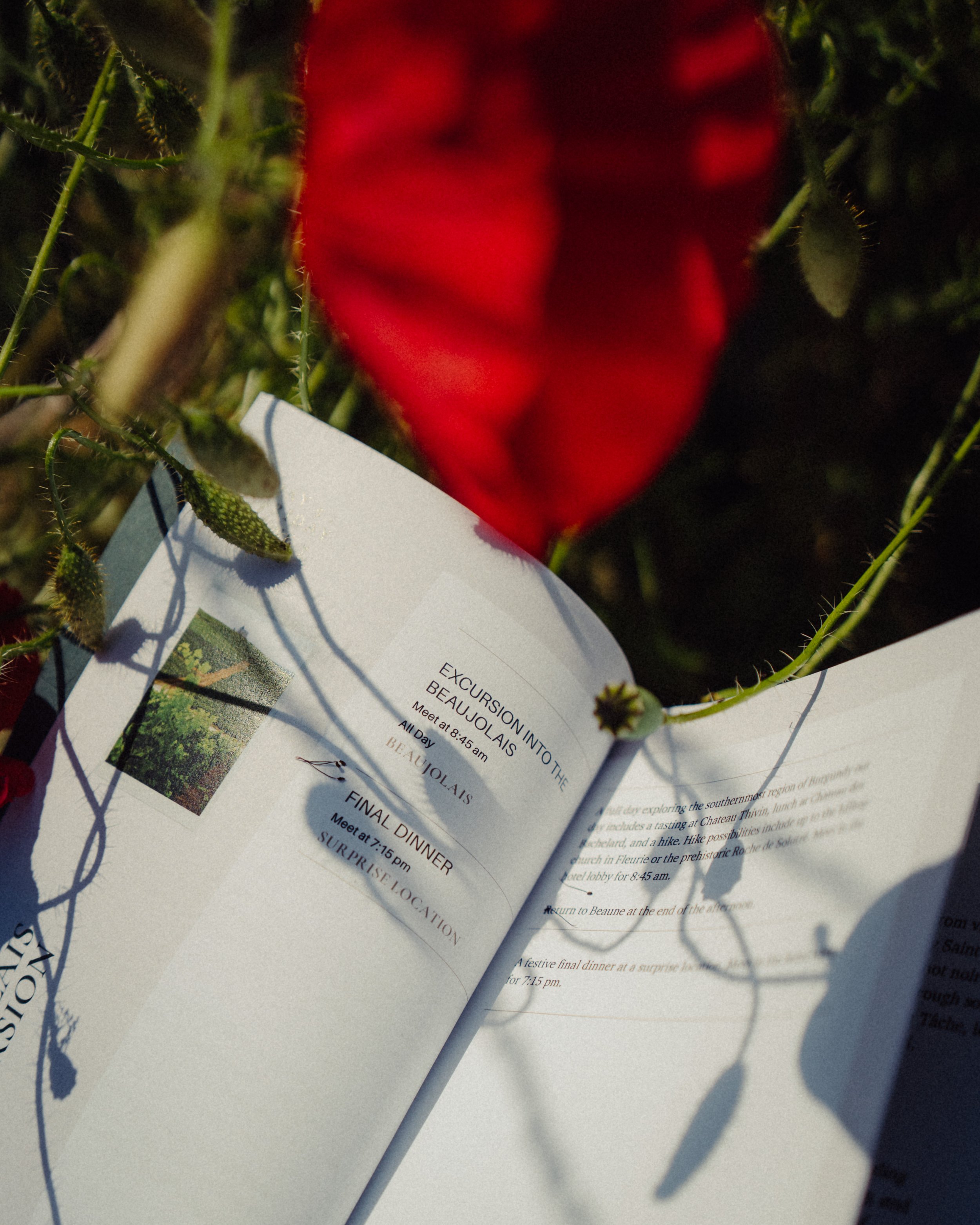 Un livre ouvert avec un programme d'excursions et de dîner à Beaune, entouré de plantes avec une fleur rouge en arrière-plan.