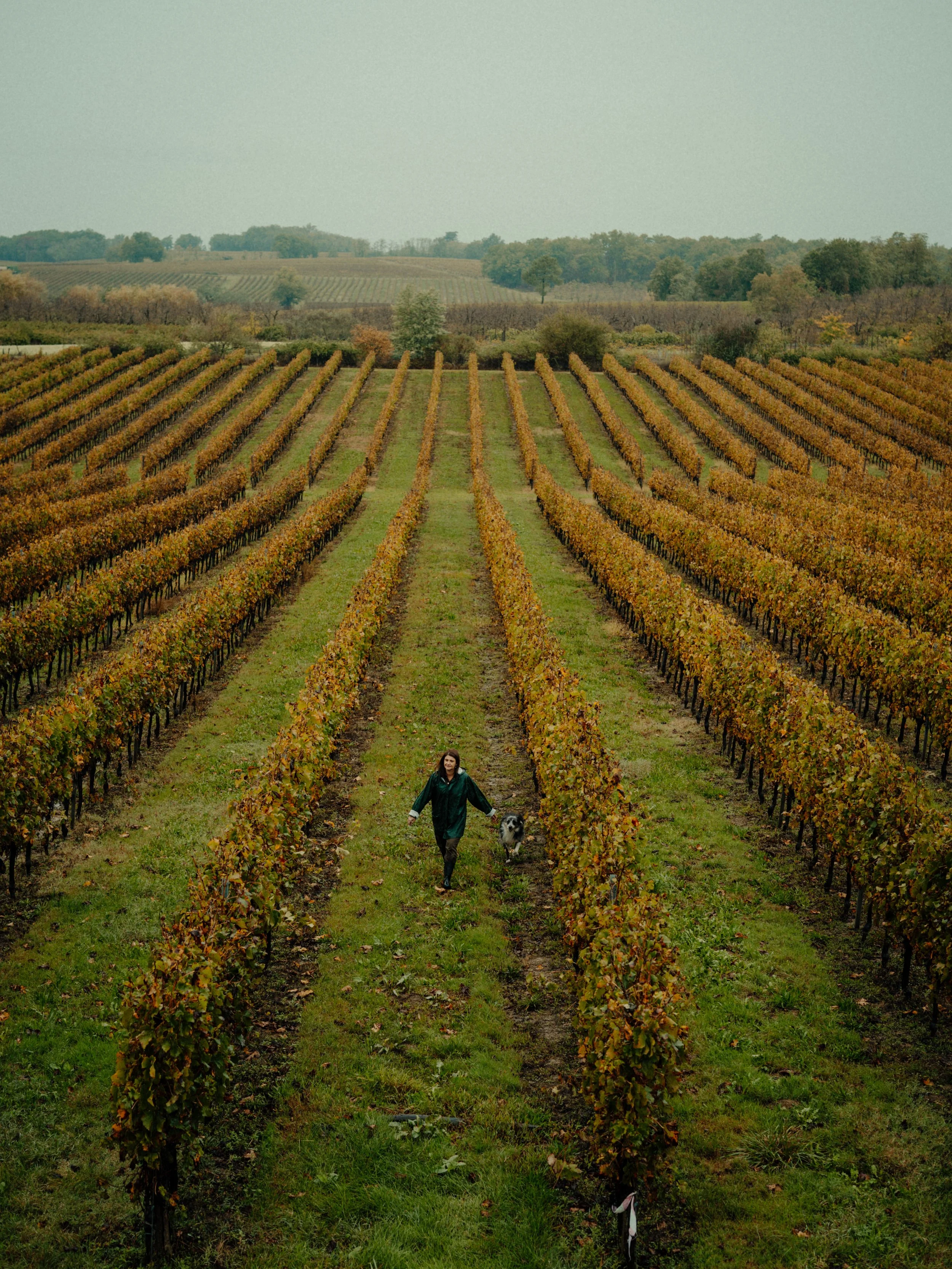 Une femme marche dans un vignoble avec un chien, entourée de rangées de vignes aux feuilles automnales, avec un paysage vallonné à l'arrière-plan.
