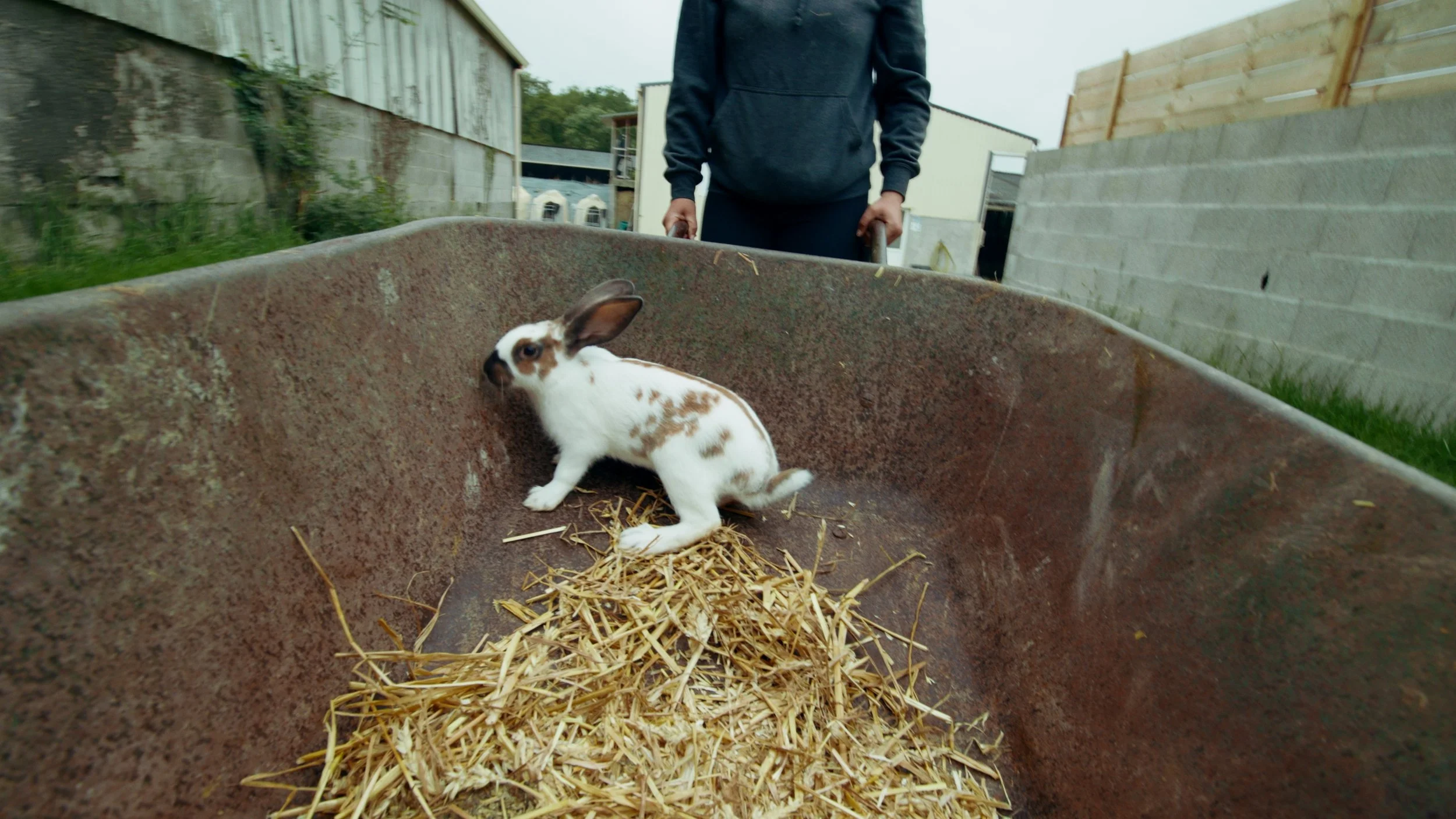 Un lapin blanc avec des taches marron dans une brouette en métal rouillée, à l'extérieur, avec une personne en arrière-plan.
