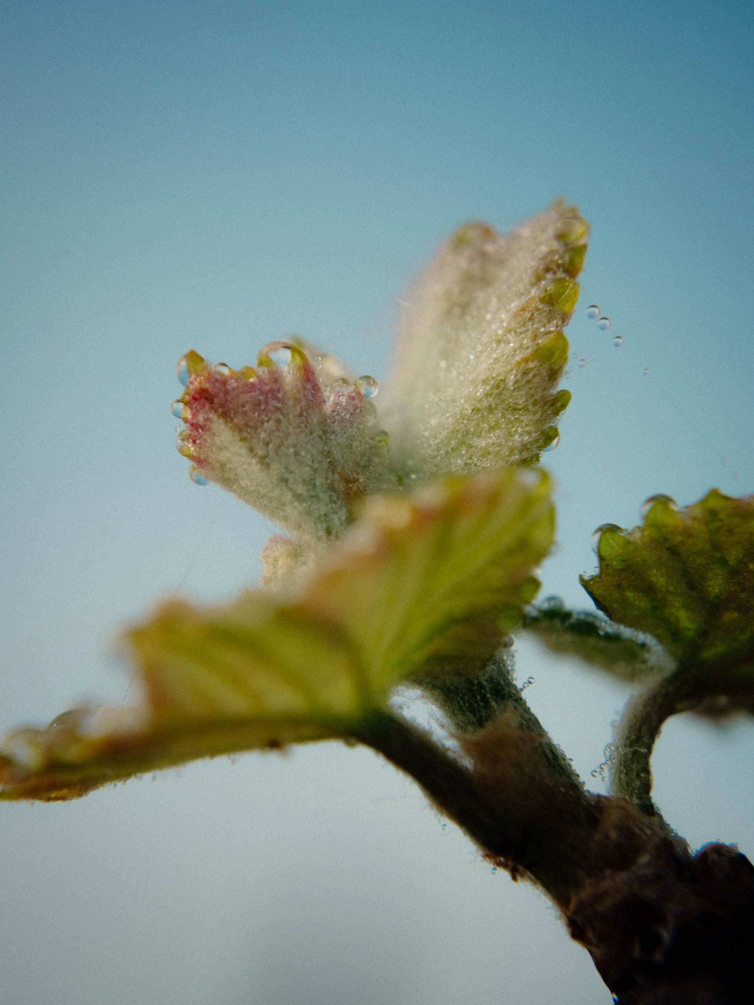 Gros plan d'une jeune pousse de plante avec une texture duveteuse et de petites gouttes d'eau ou de rosée sur ses feuilles, contre un fond bleu clair.