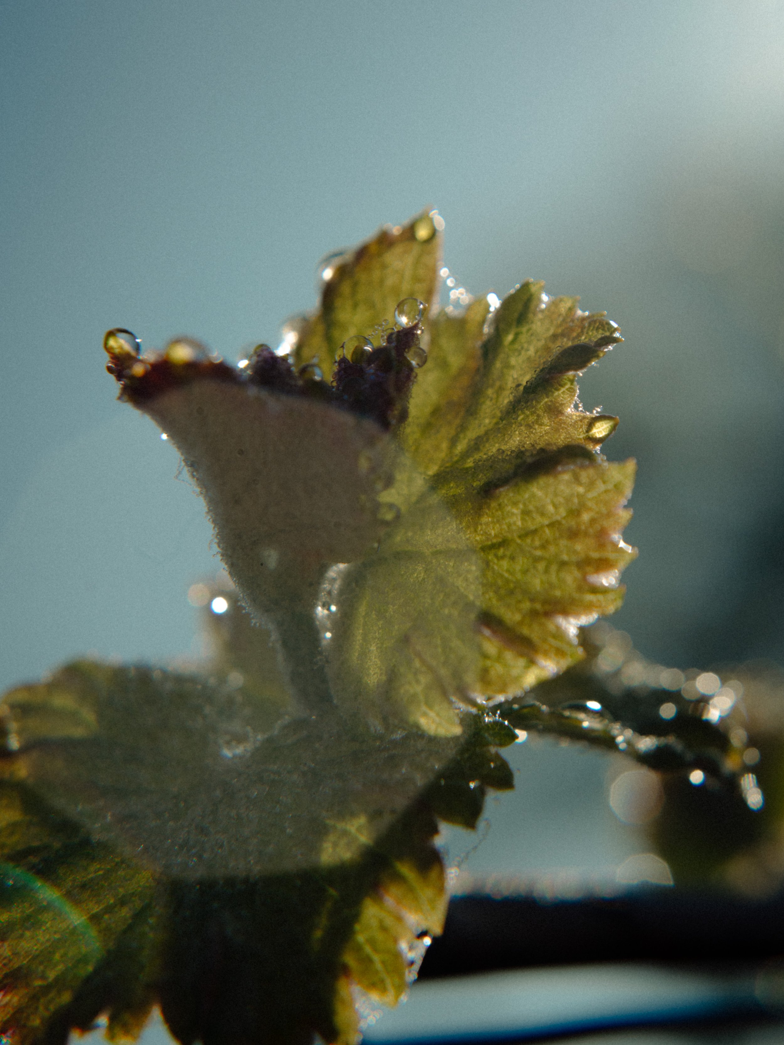 Grappe de raisin avec des gouttes d'eau, vue de près.