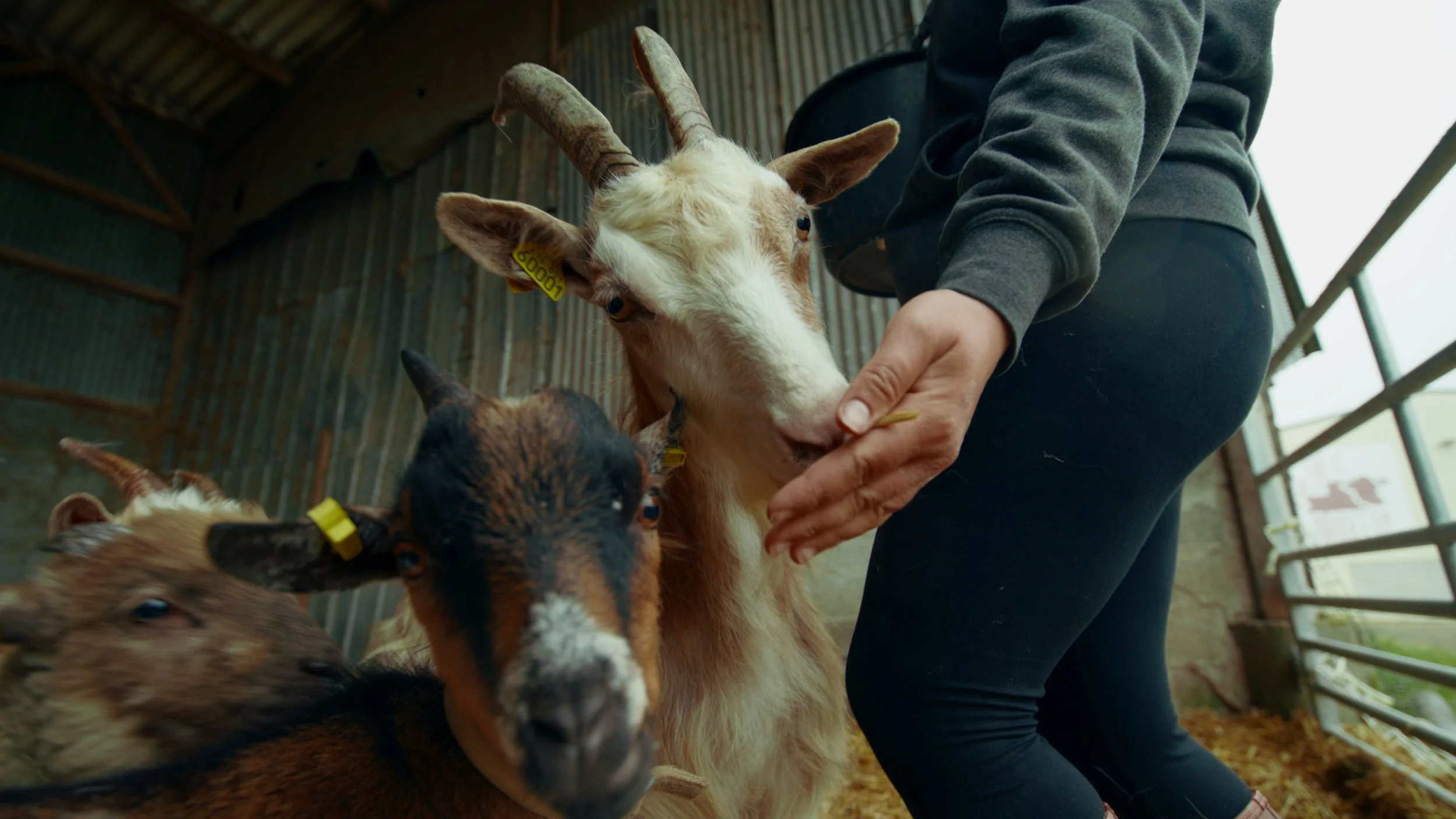 Une personne donne de la nourriture à un groupe de chèvres dans une ferme en bois.