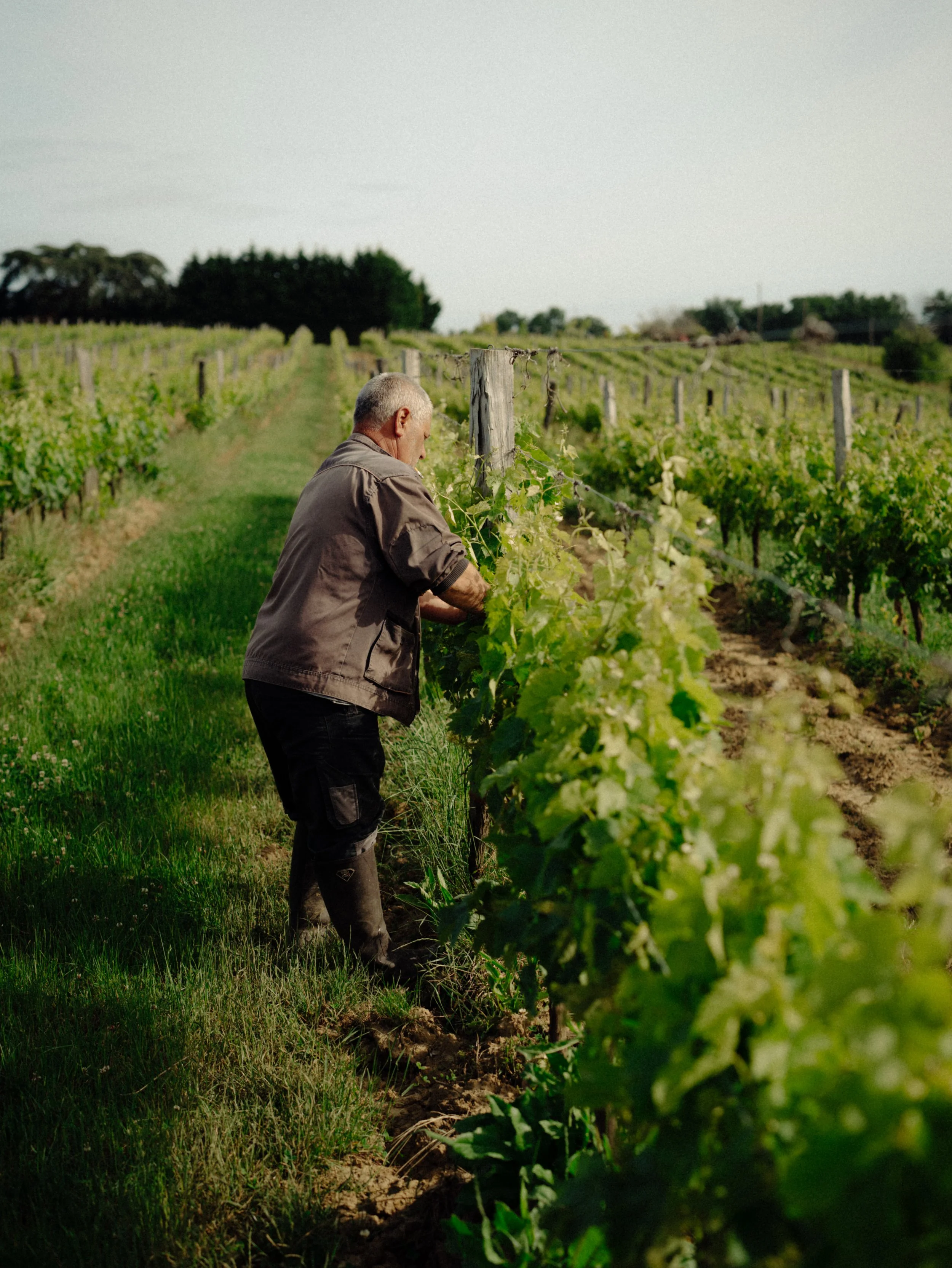 Un homme travaille dans un vignoble, tenant une plante de vigne. Le vignoble est entouré de rangées de vignes vertes sous un ciel clair.