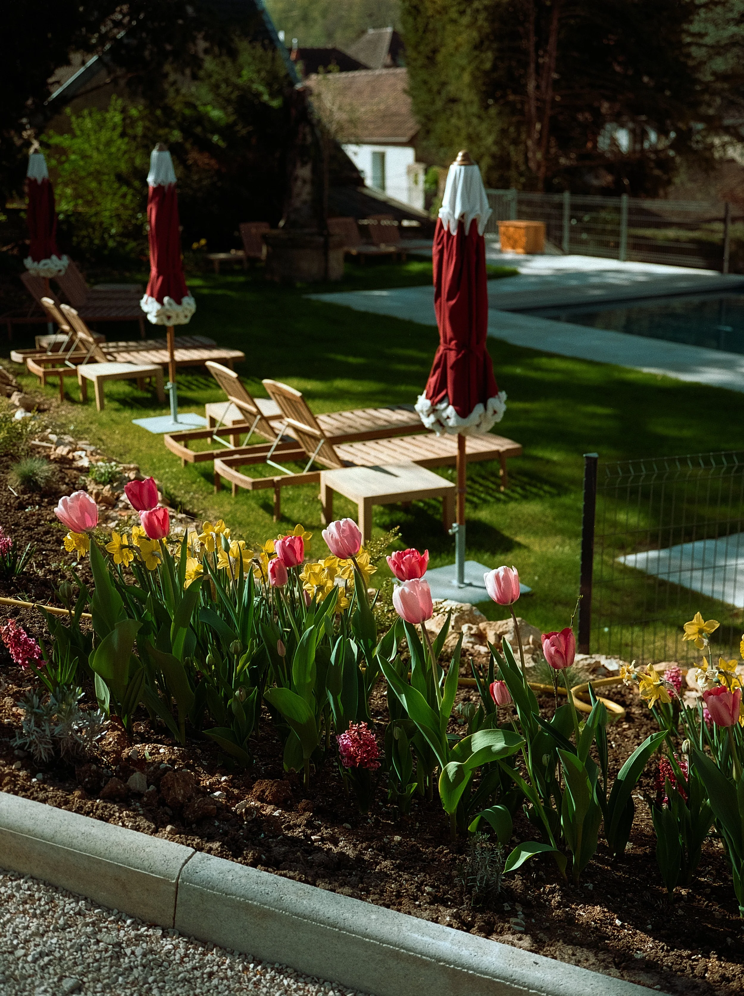 Jardin avec des tulipes roses et jaunes, transats en bois et parasols rouges et blancs près d'une piscine en plein air.