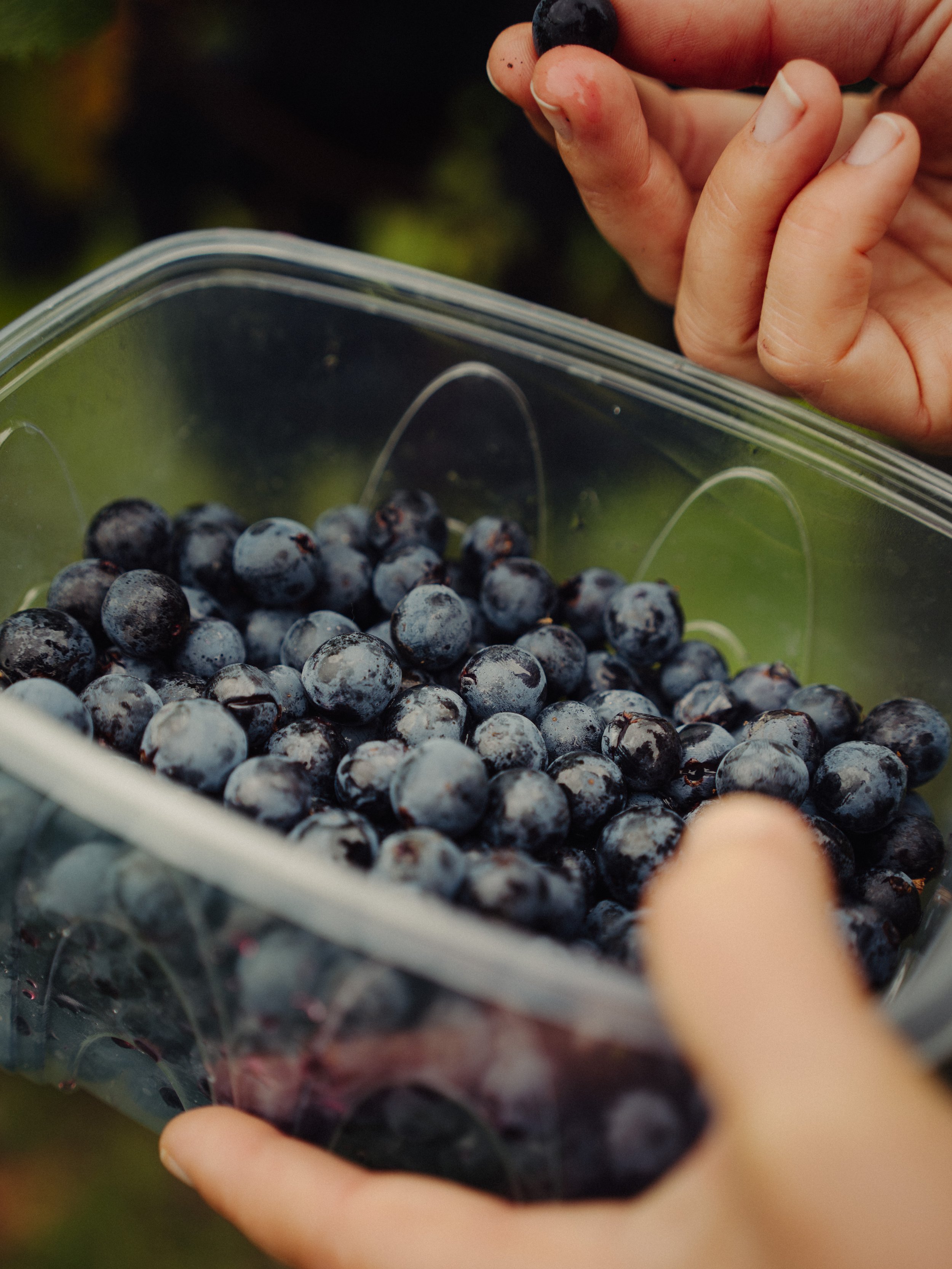 Une main tient une petite poignée de mûres noires au-dessus d'un contenant rempli de mûres fraîches.