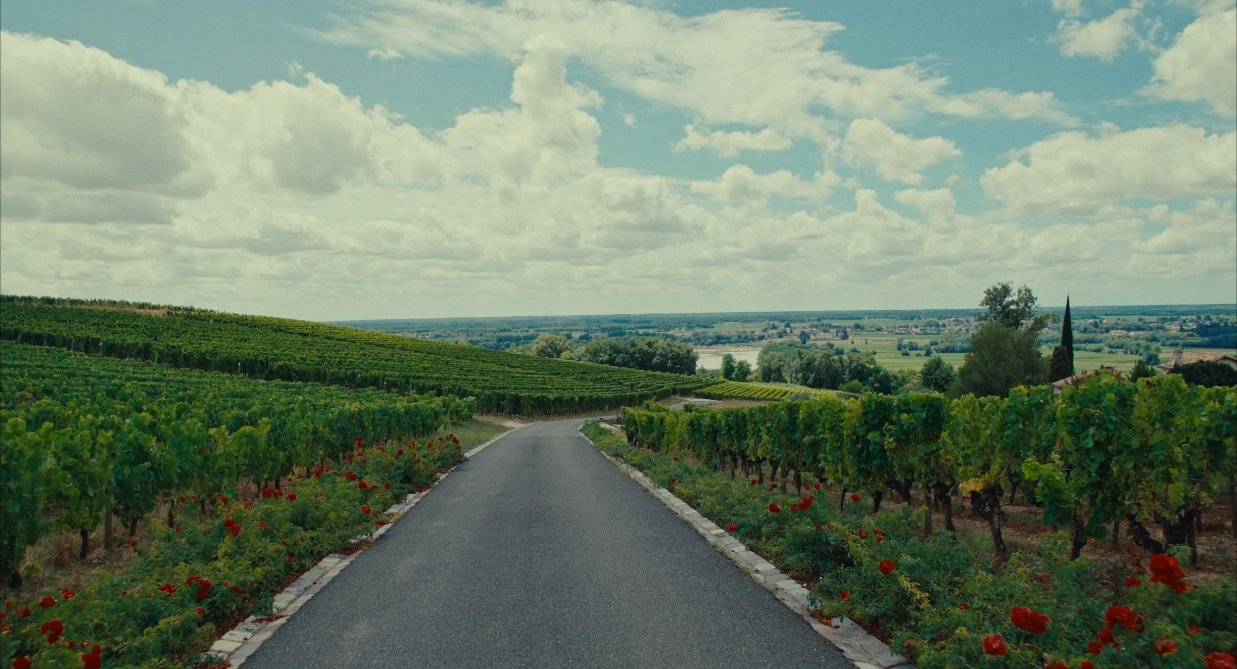 Un chemin de campagne entouré de vignobles avec un ciel partiellement nuageux en arrière-plan.
