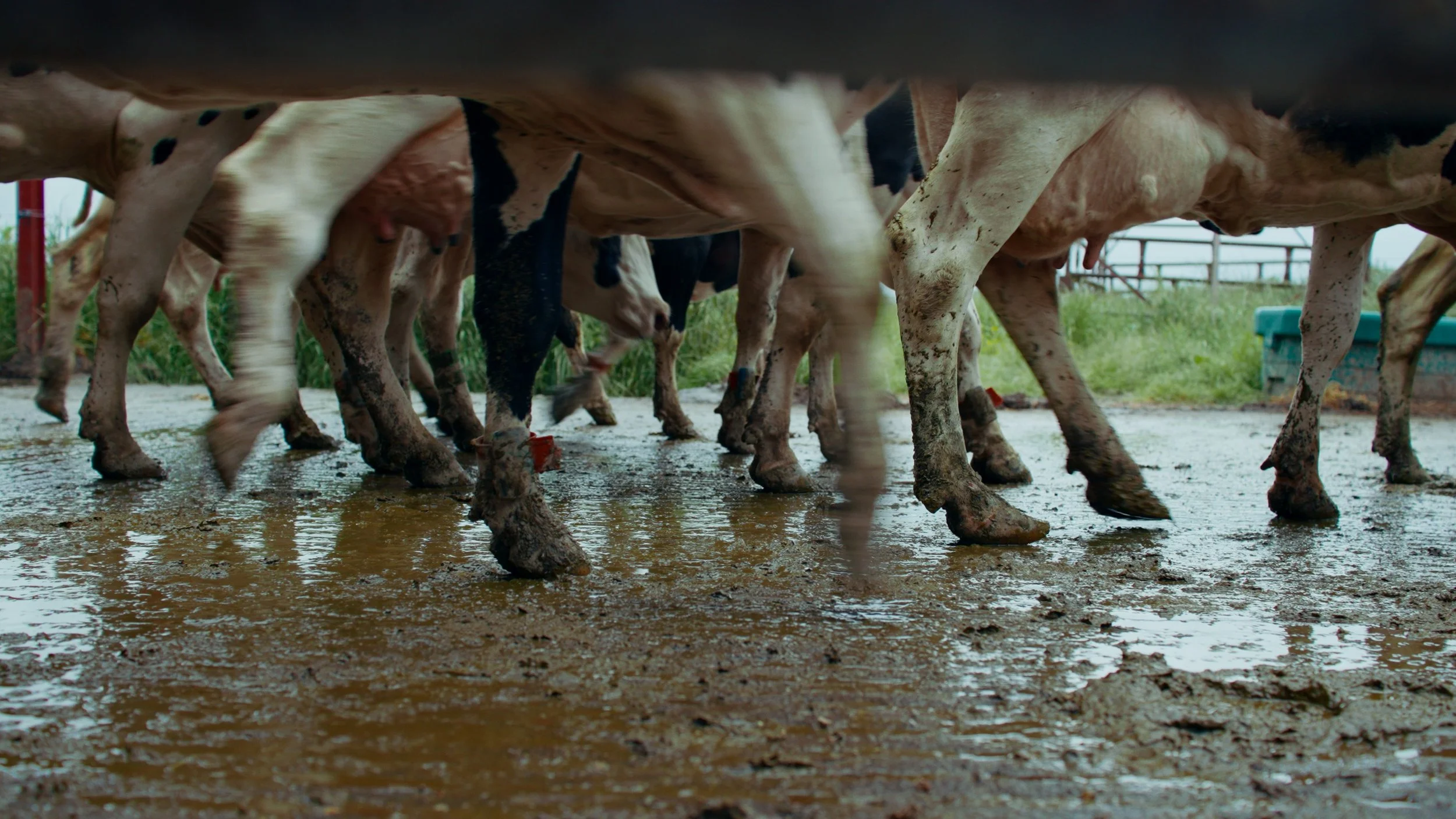 Groupe de vaches dans un enclos avec sol boueux vue de dessous
