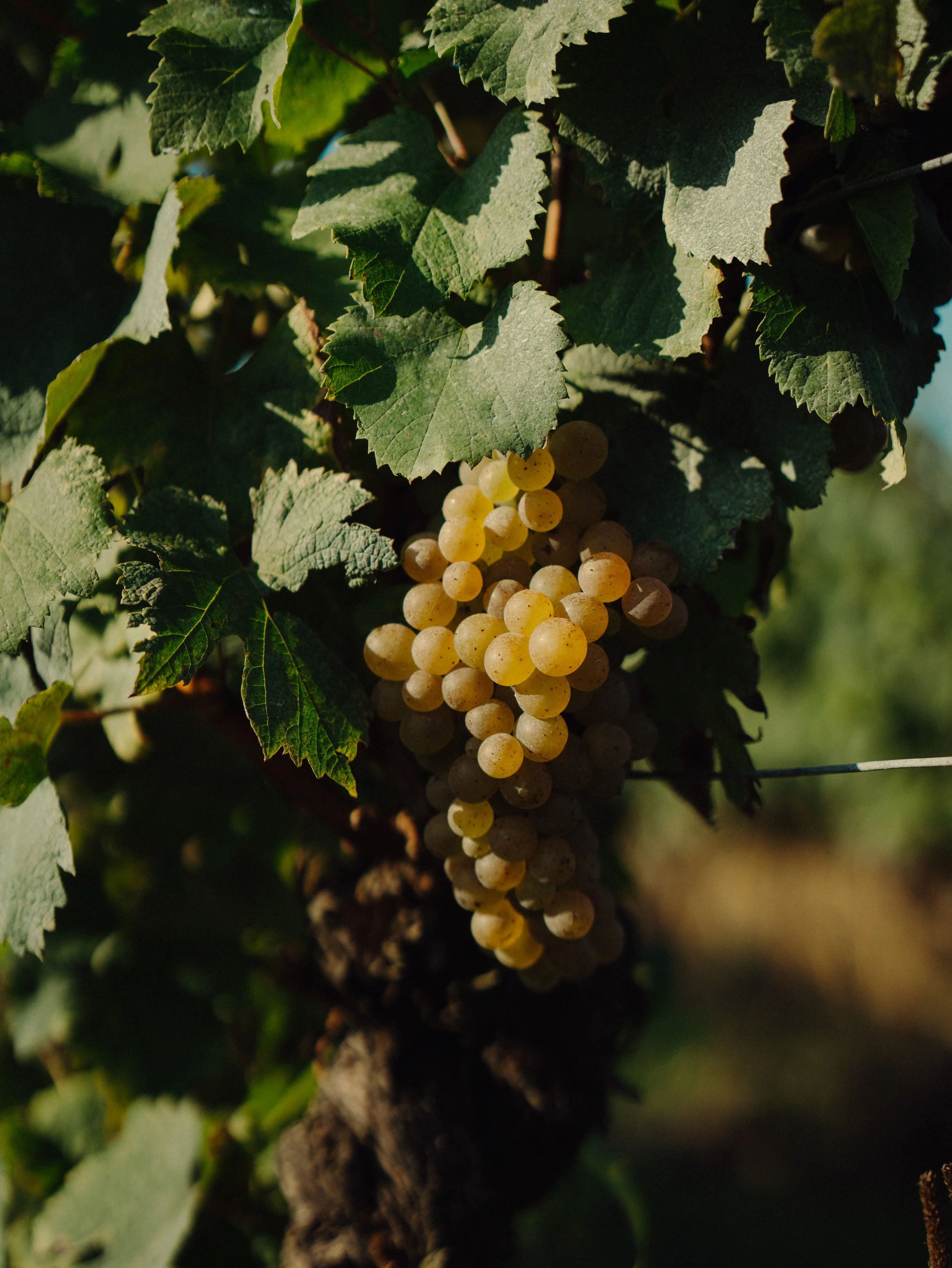 Un grappillon de raisins blancs mûrs suspendu à la vigne entouré de feuilles vertes