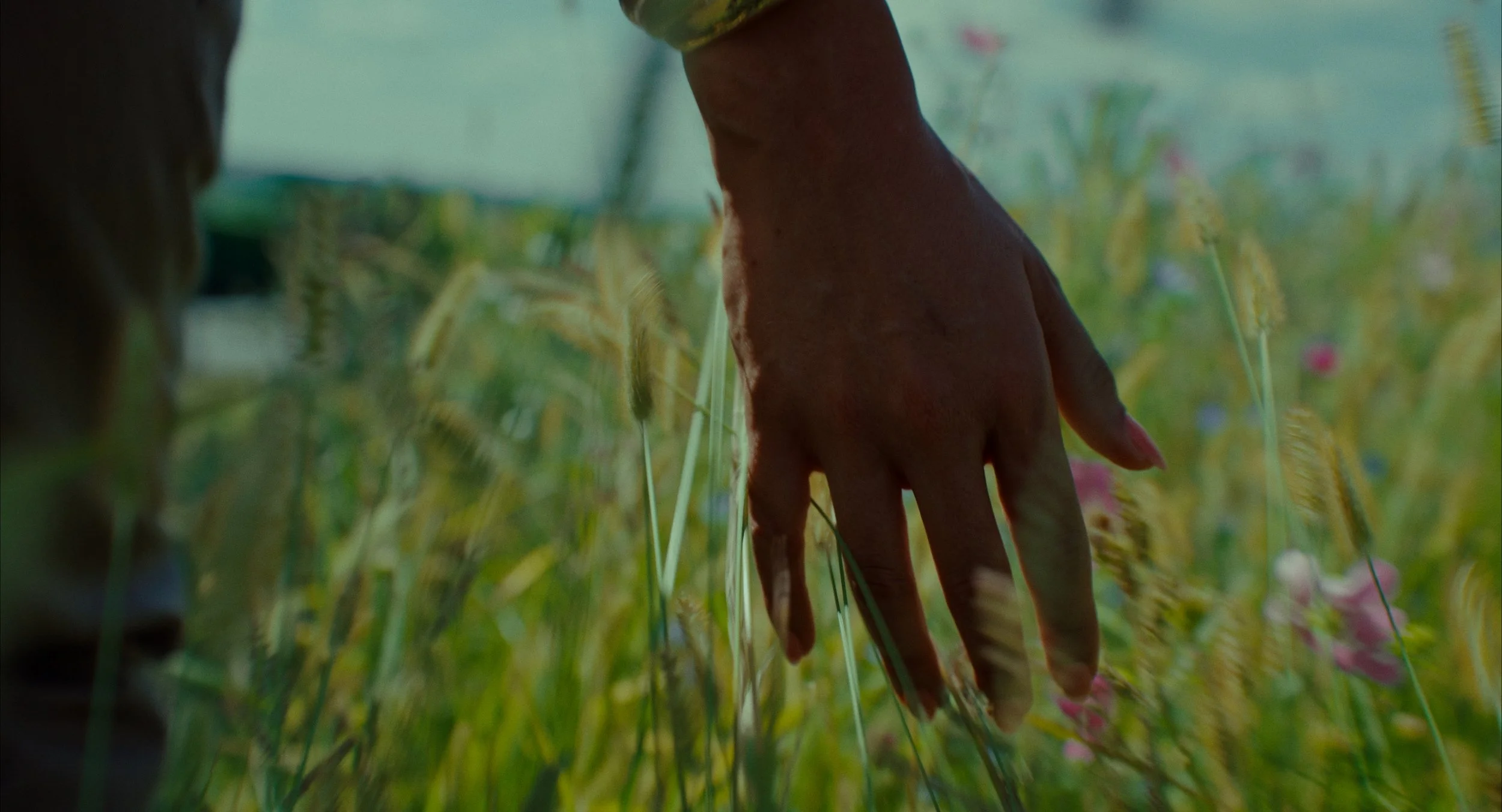 Une main humaine touche de l'herbe dans un champ de céréales, avec des fleurs roses et vertes.