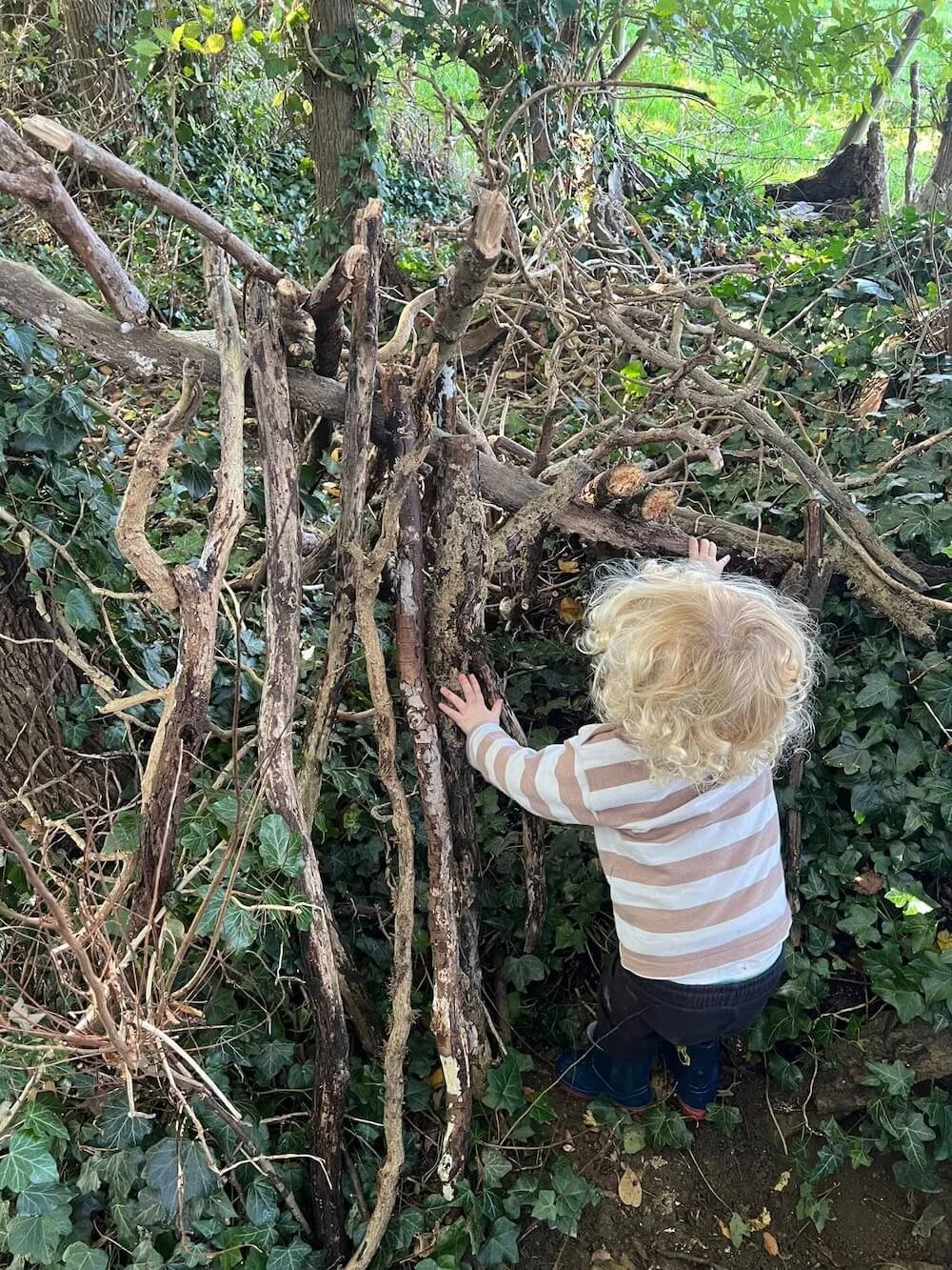 A young child with curly blonde hair, wearing a striped long-sleeve shirt and dark pants, is outdoors, reaching out to touch a large pile of intertwined branches and twigs among green ivy on the ground.