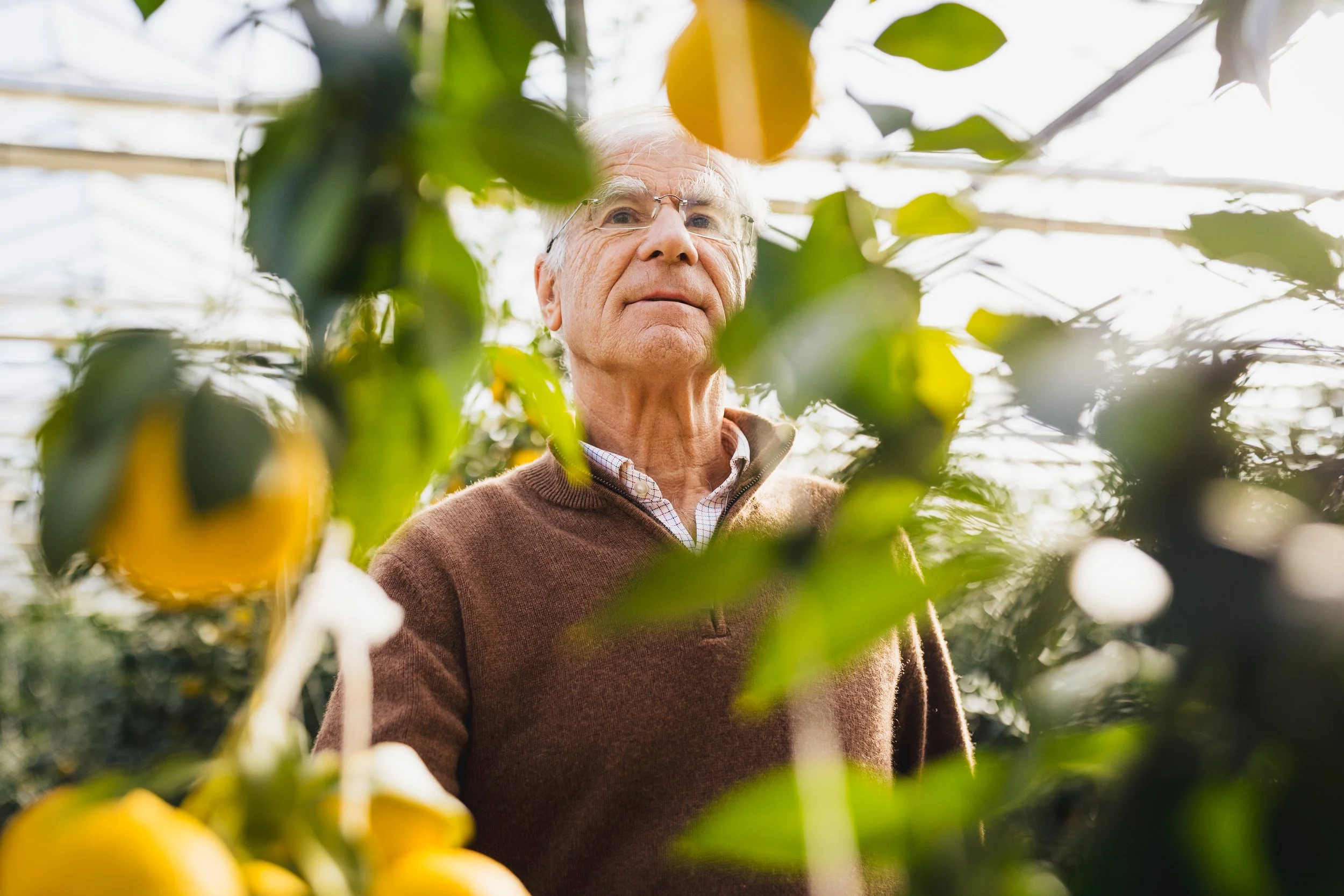 Portrait immersif et coloré d'un producteur d'agrumes extraordinaires, dans sa serre en Provence