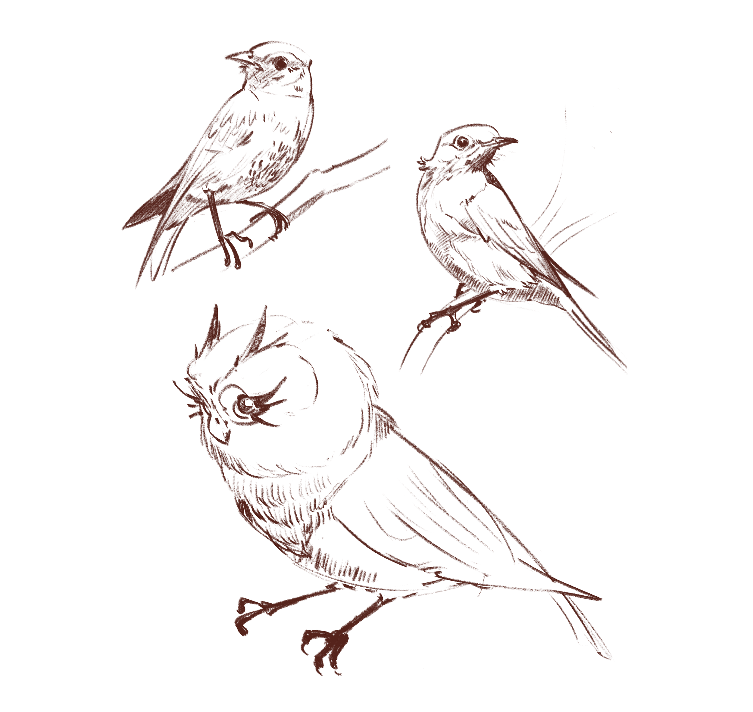 birbs.png