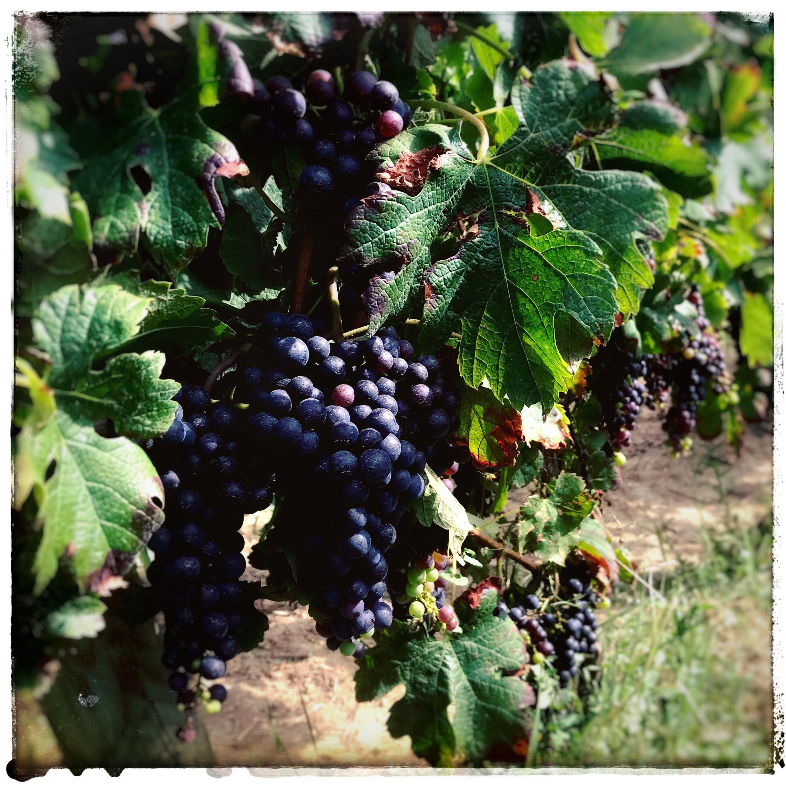 Photo vignes - Jean Baptiste Avril