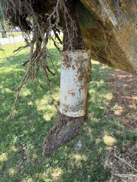 One of the many reasons why yearly cleaning of your main sewer line is important! This prevents multiple thousand dollar repairs.