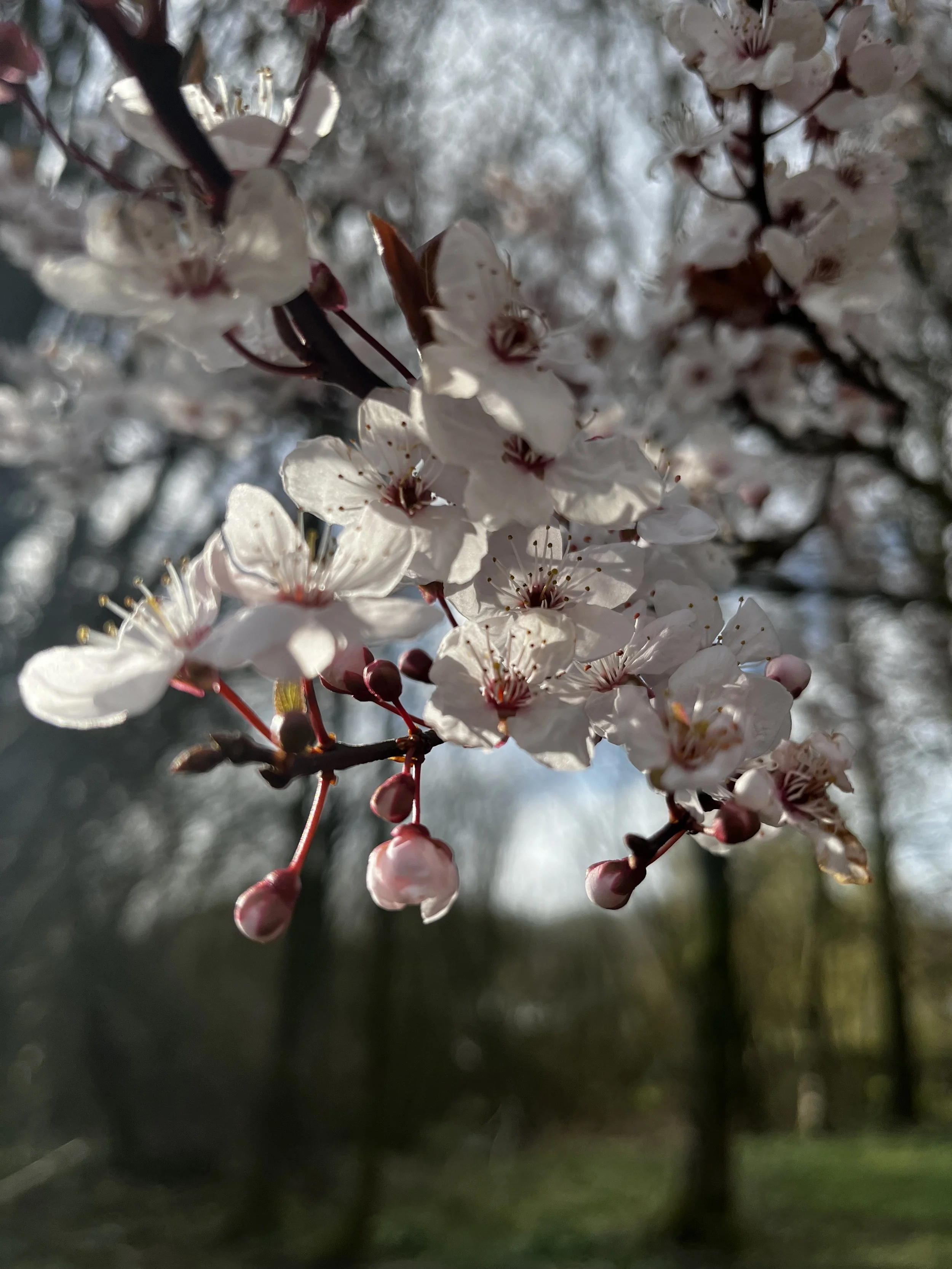 Spring - A Quiet Return