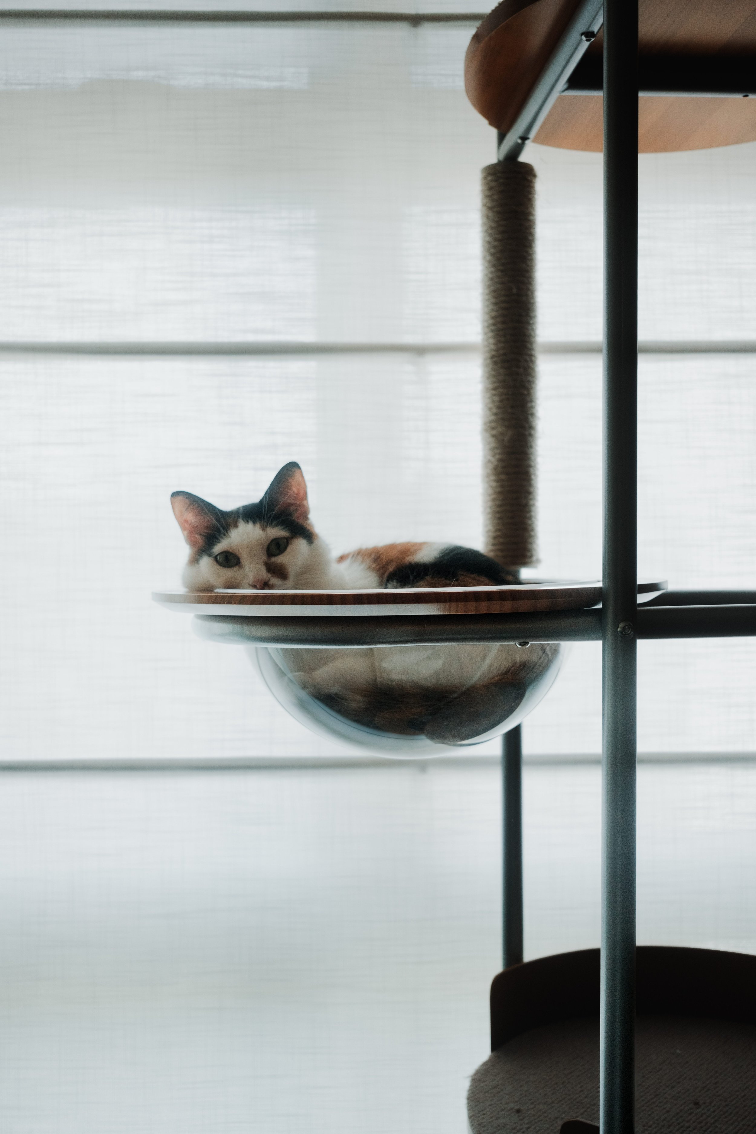 Cat lounging by the window and sunbathing, framed by Roman Blinds in Lucent™.