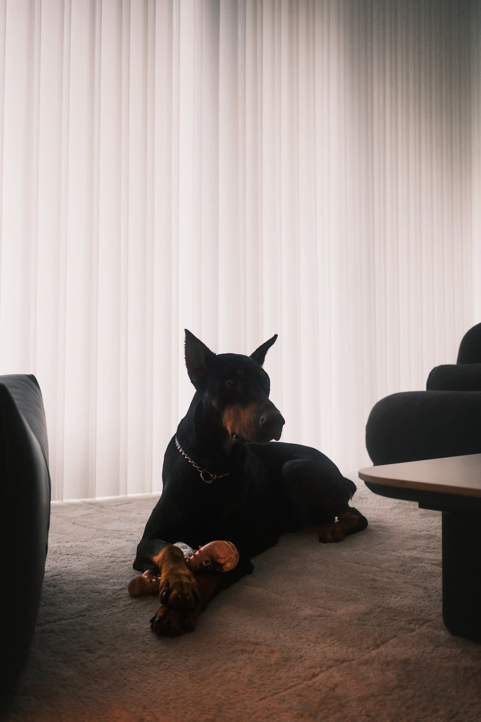 A black dog lounging in a warm modern living room, framed by full-height ripple blinds that softly filter natural daylight.
