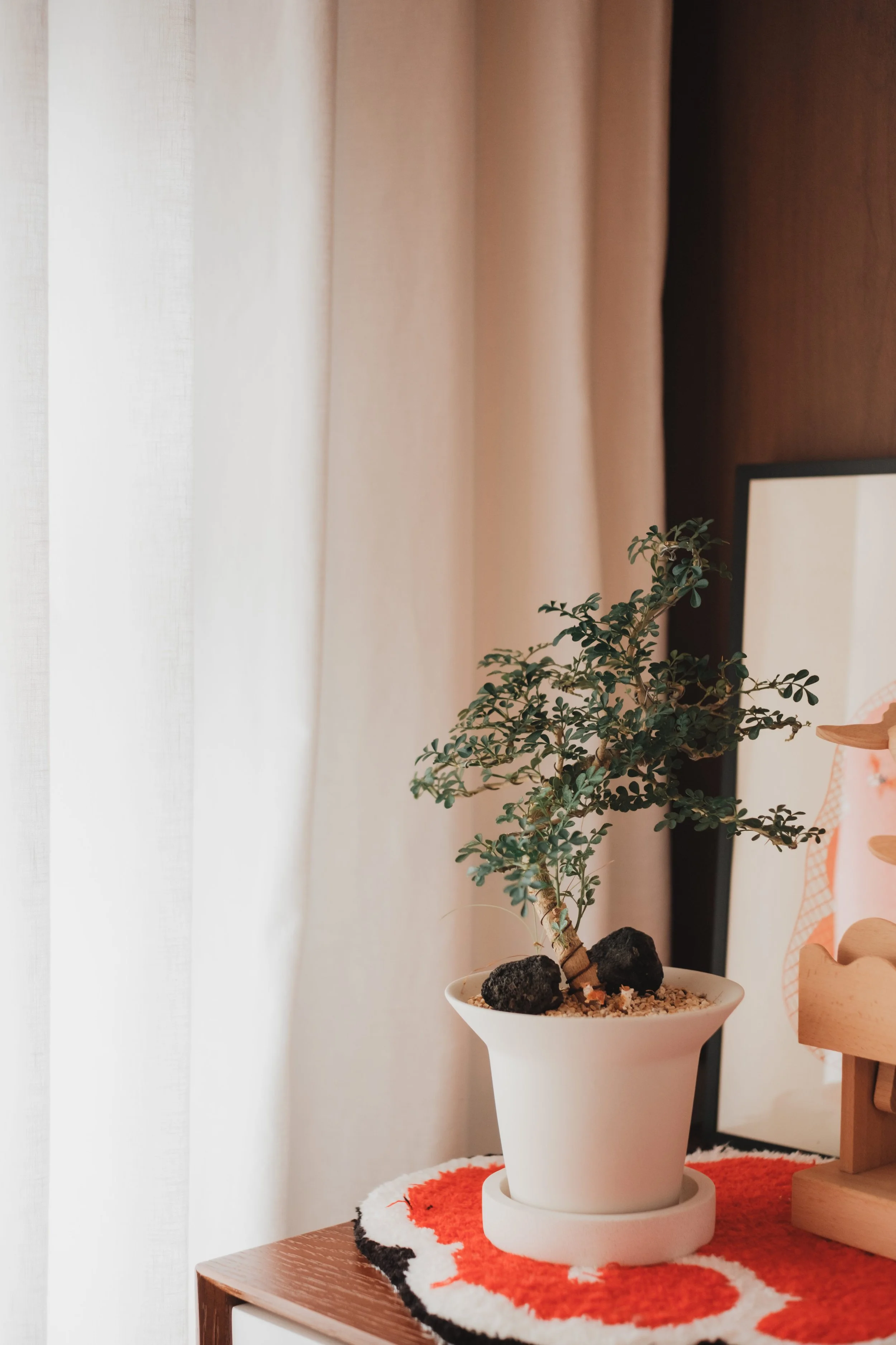 Lucent™ curtains softly filtering sunlight next to potted plant and decor in living area. 