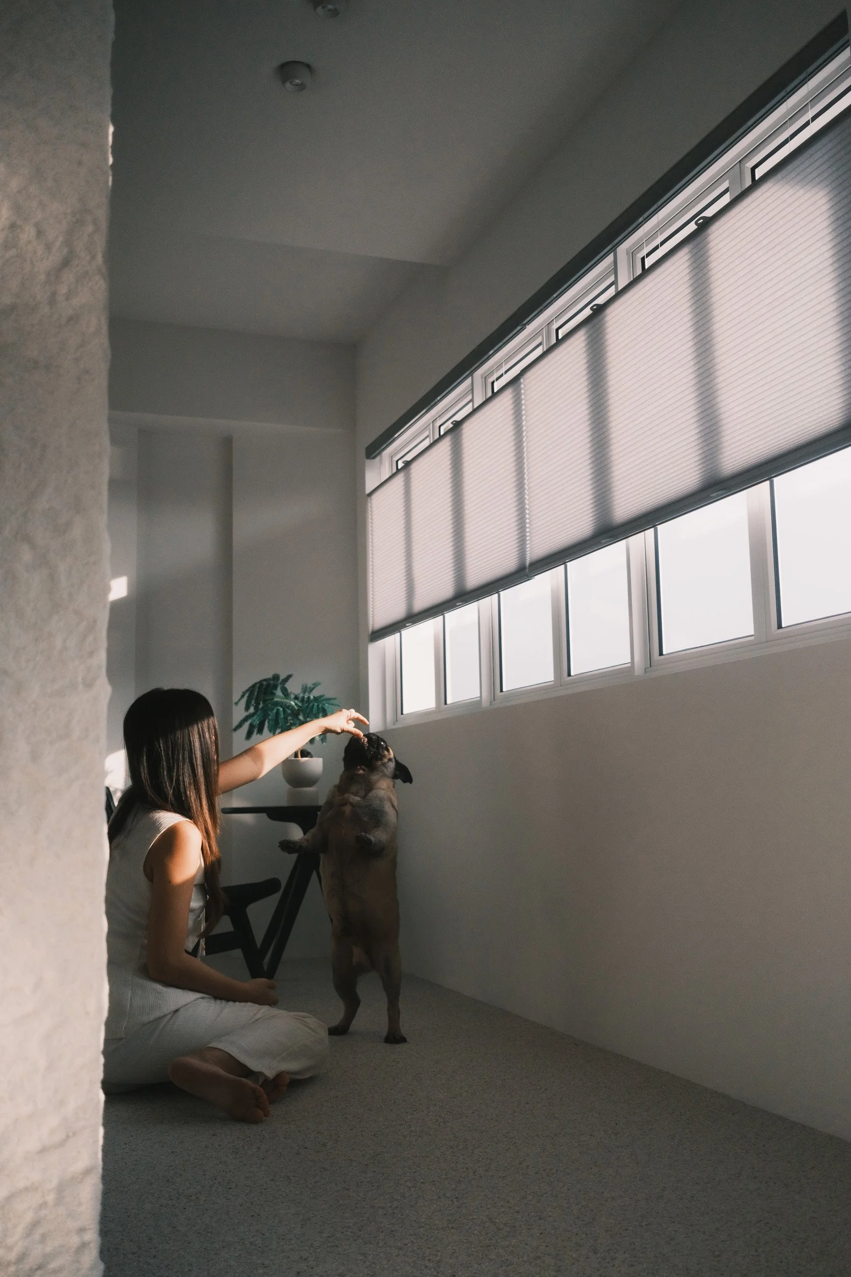 Honeycomb blinds filtering soft sunlight in a minimalist home corner, with a woman playing with her dog in their resale HDB home in Singapore.
