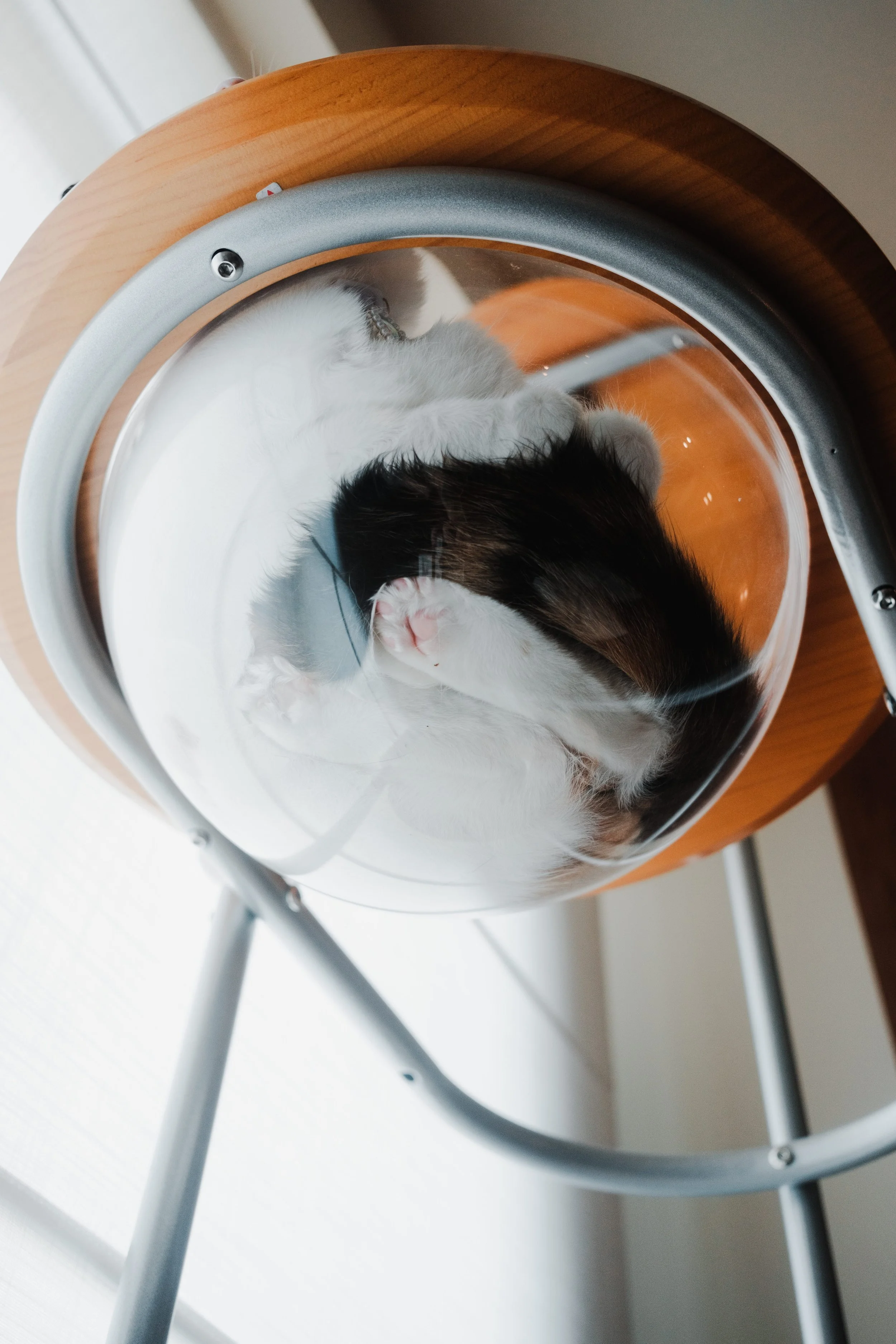 Cat resting in a window cat perch, with Roman Blinds in Lucent™ softly filtering natural light in the background.