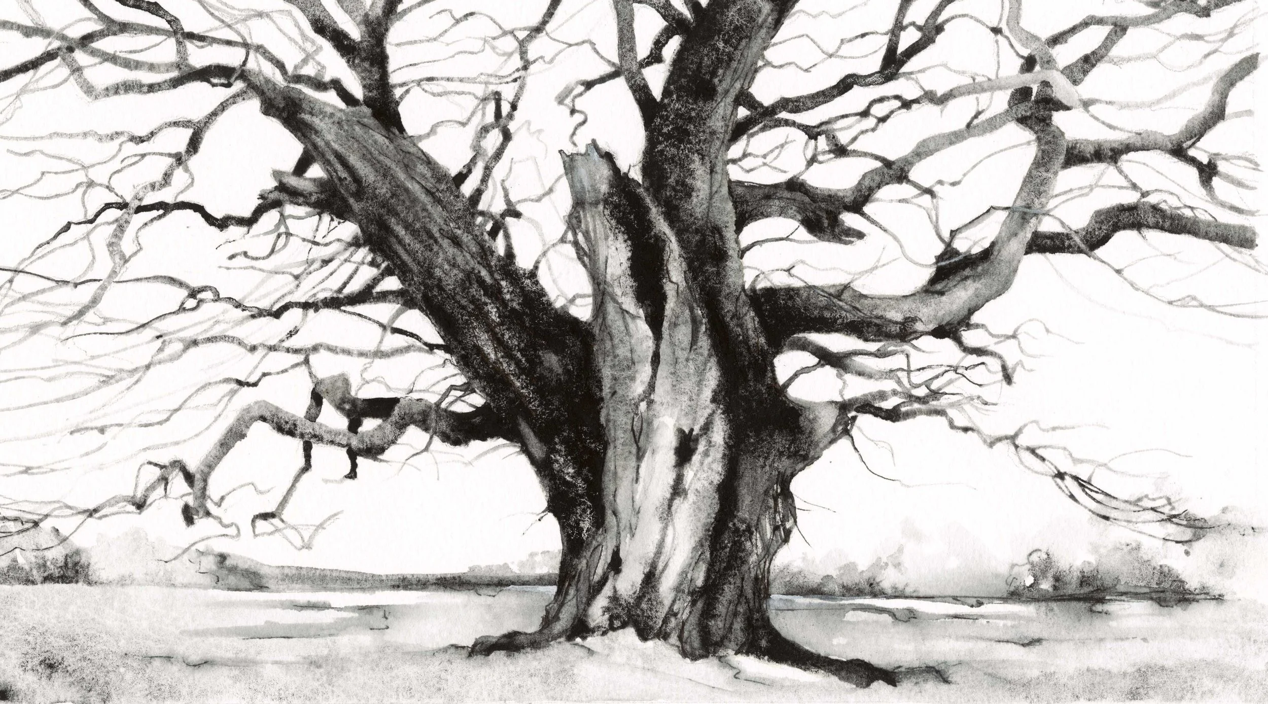 The Old Oak