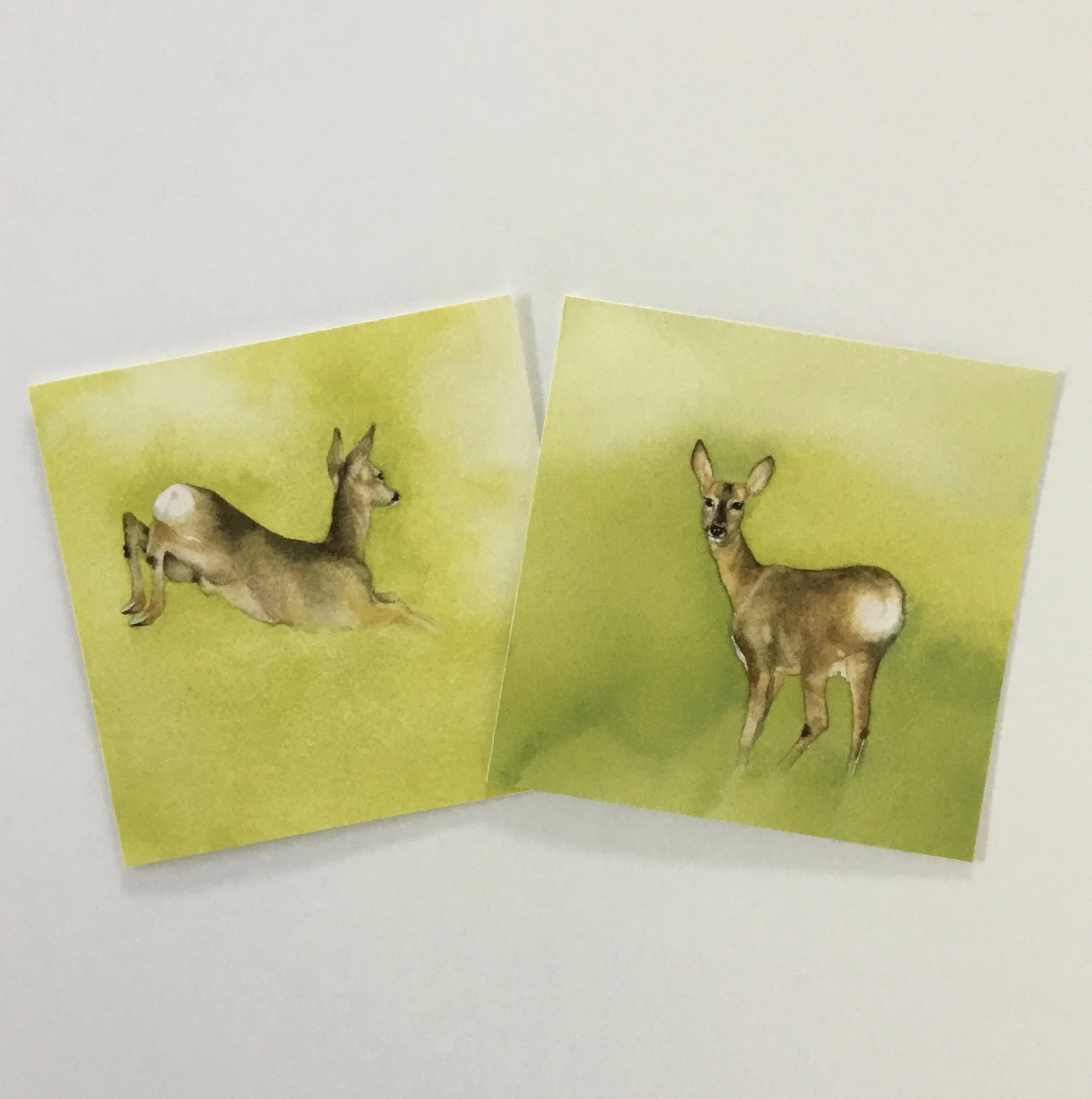 Roe Deer