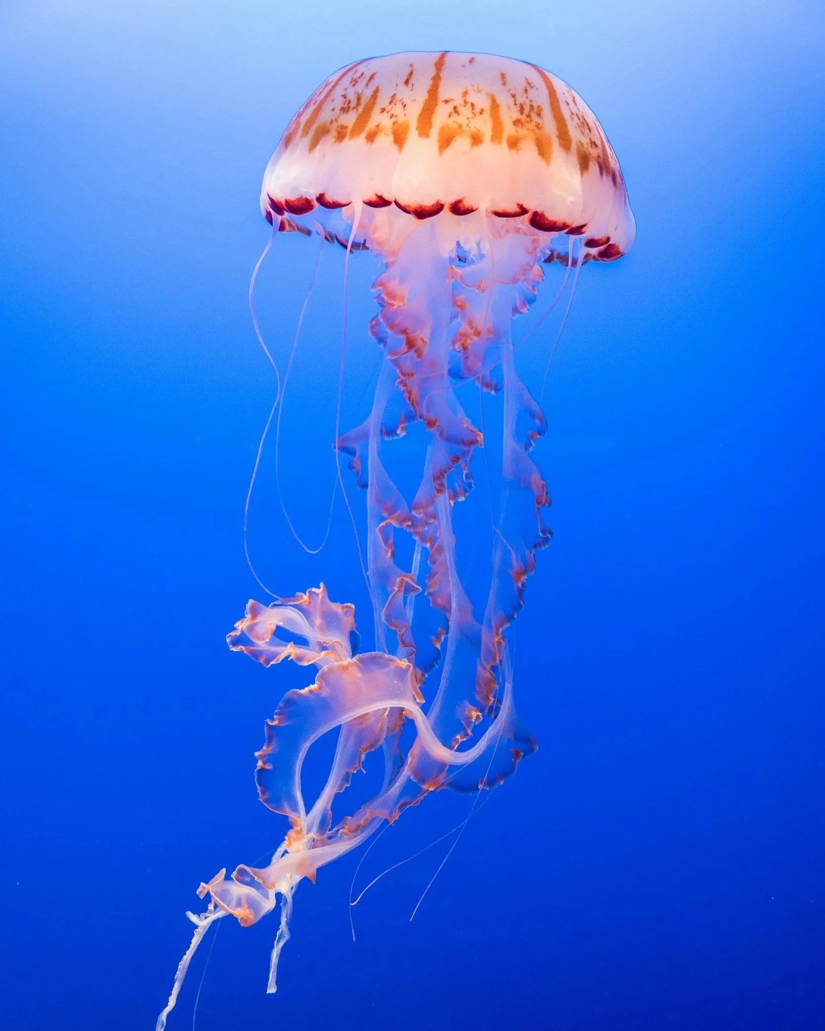 Scientists in Scotland have developed a new imaging system that uses reporter genes linked to jellyfish fluorescence