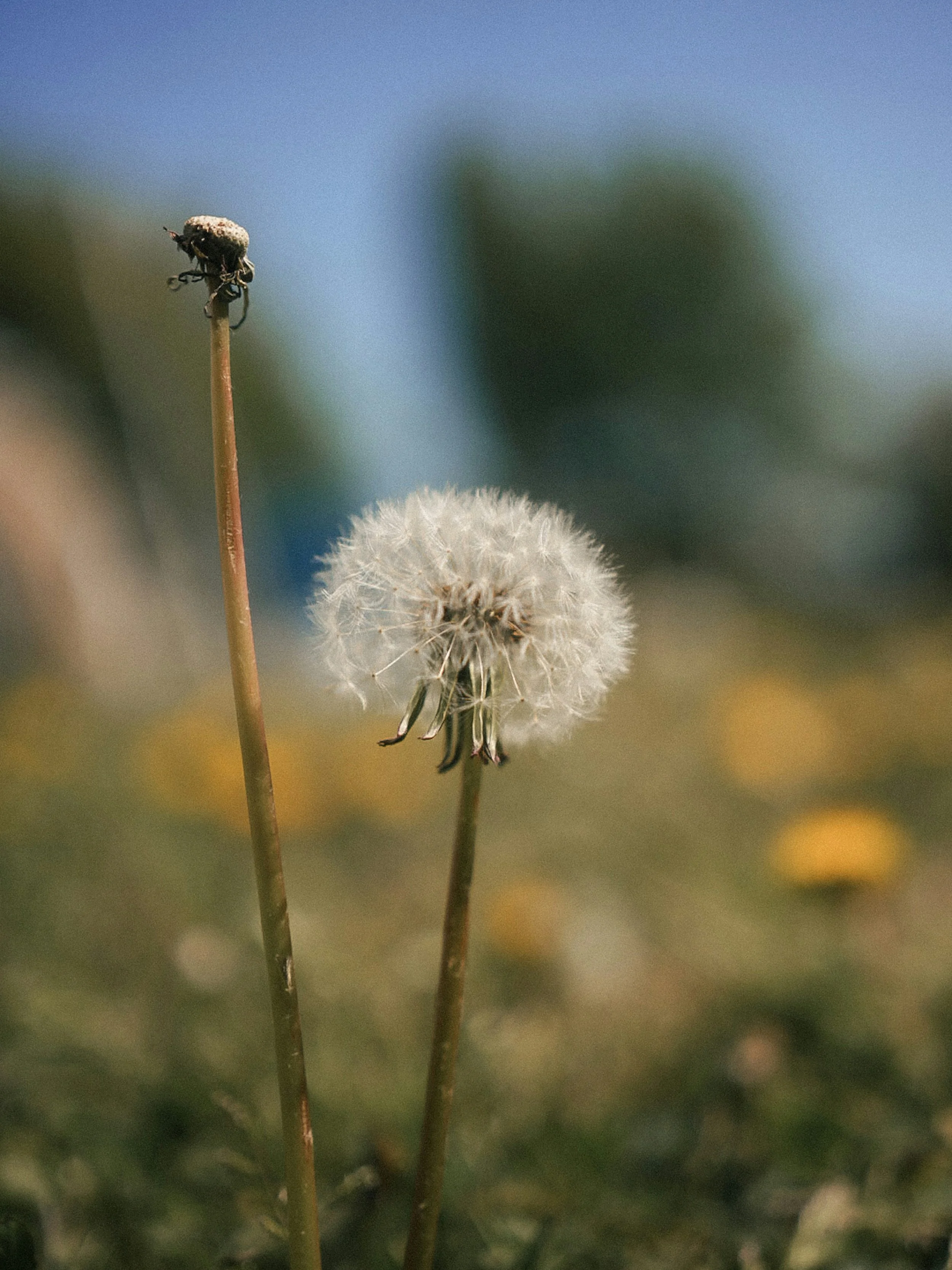 Could ageing lung cells increase lung cancer risk?