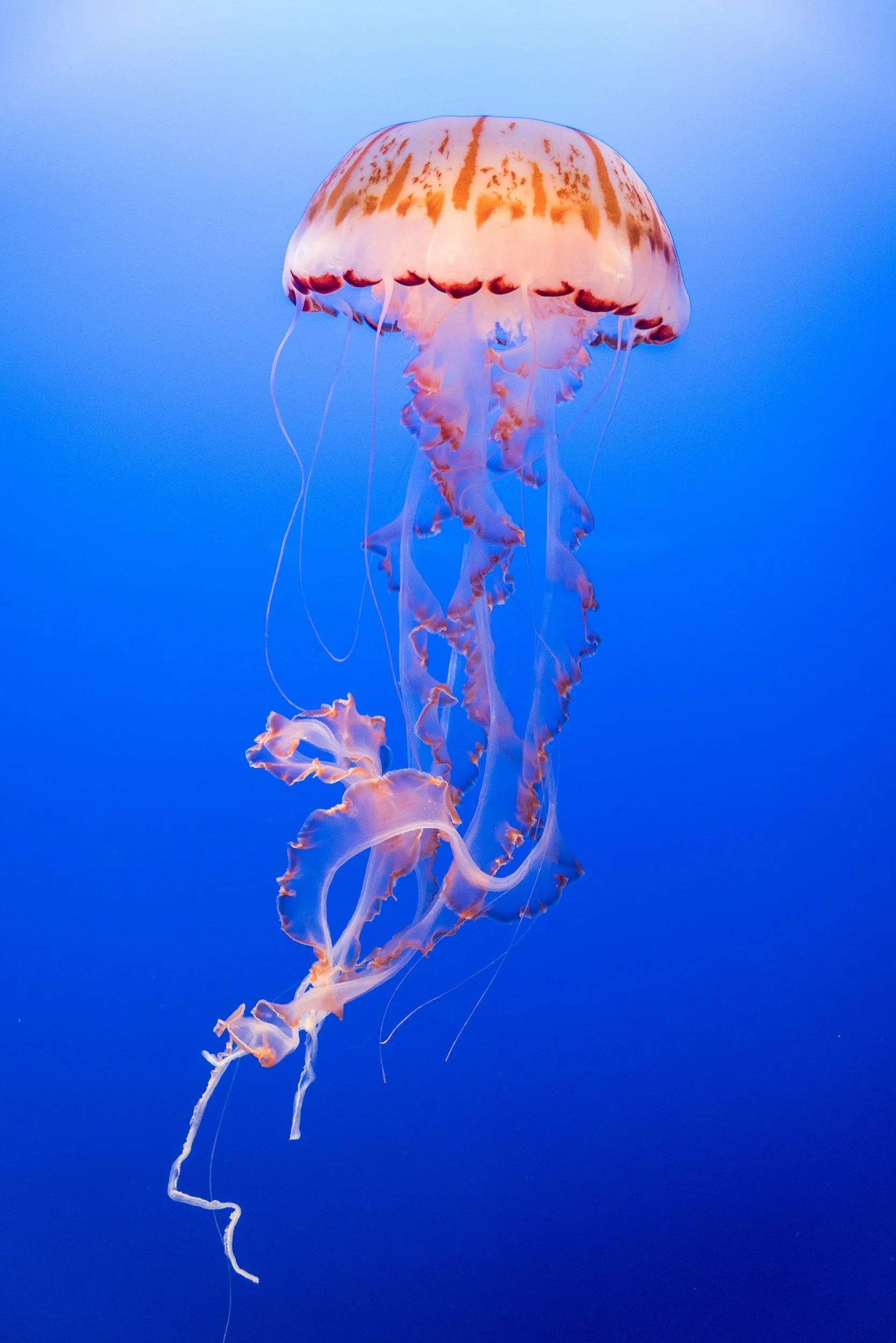 What do jellyfish and fireflies have to do with lung cancer research?