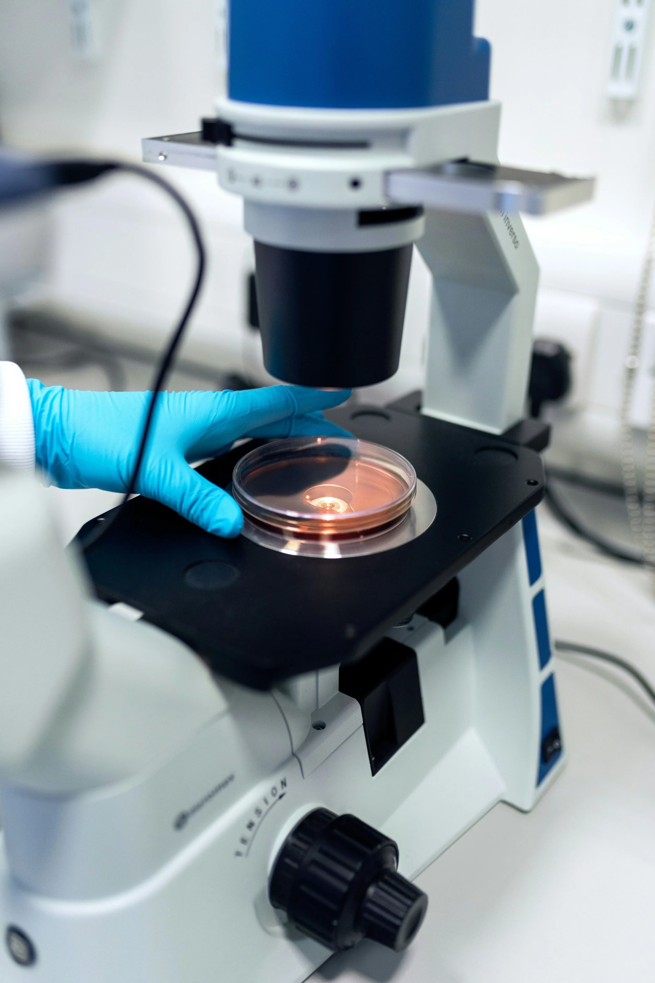 Researcher examining living cells in a culture dish under a laboratory microscope during cell therapy research.