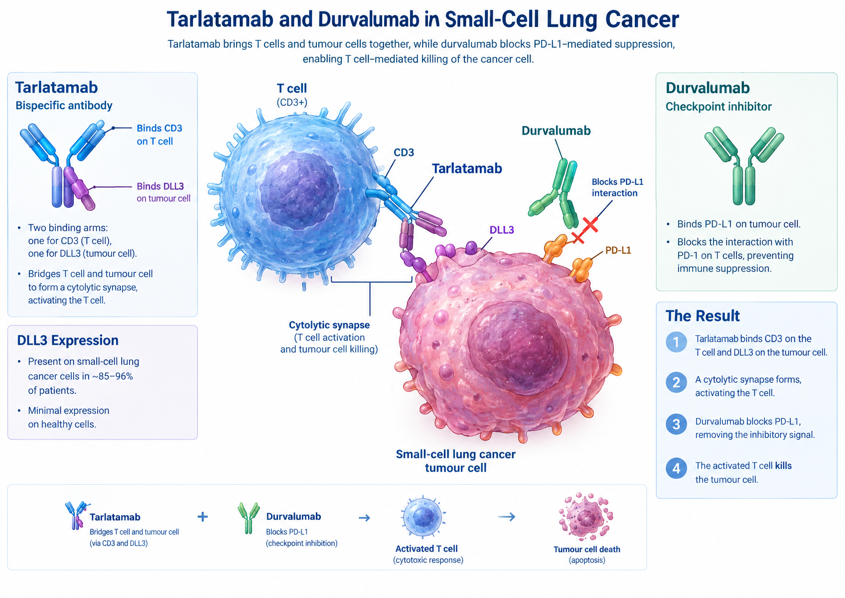 How tarlatamab and durvalumab work together.