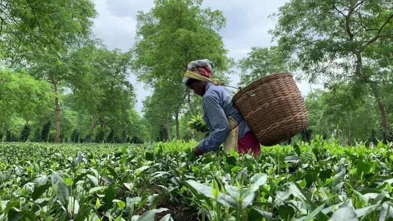 04 Nights and 05 Days Guwahati and Shillong