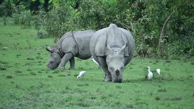 06 Nights and 07 Days Guwahati and Shillong *WITH* Kaziranga National Park