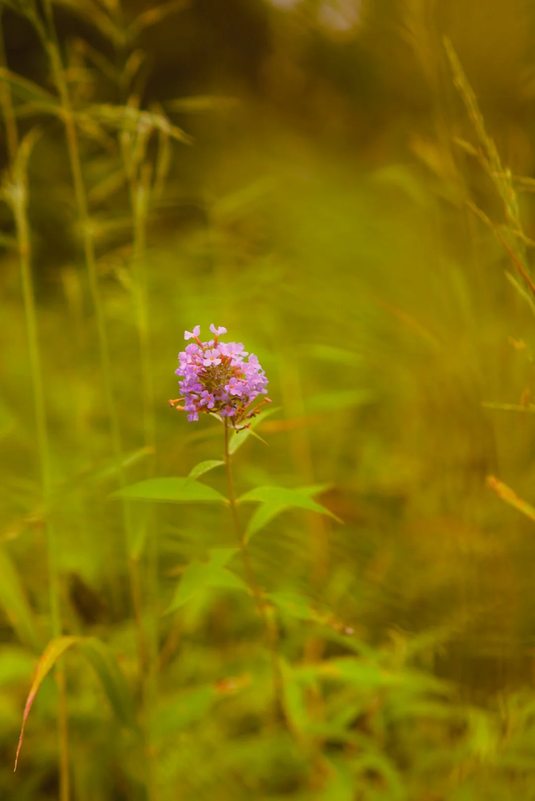 DSC03671-3.jpg