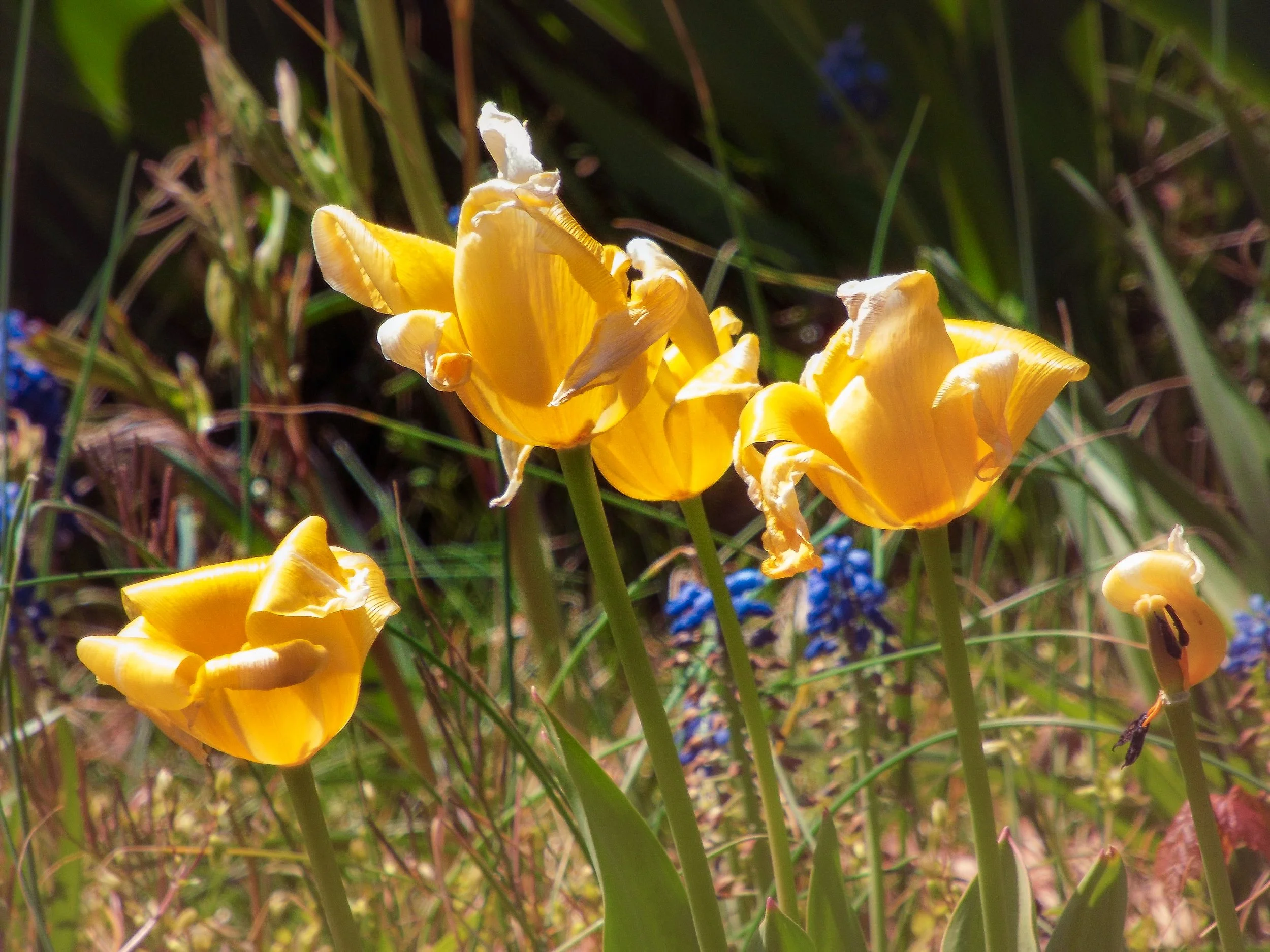 DSCF2330-2.jpg