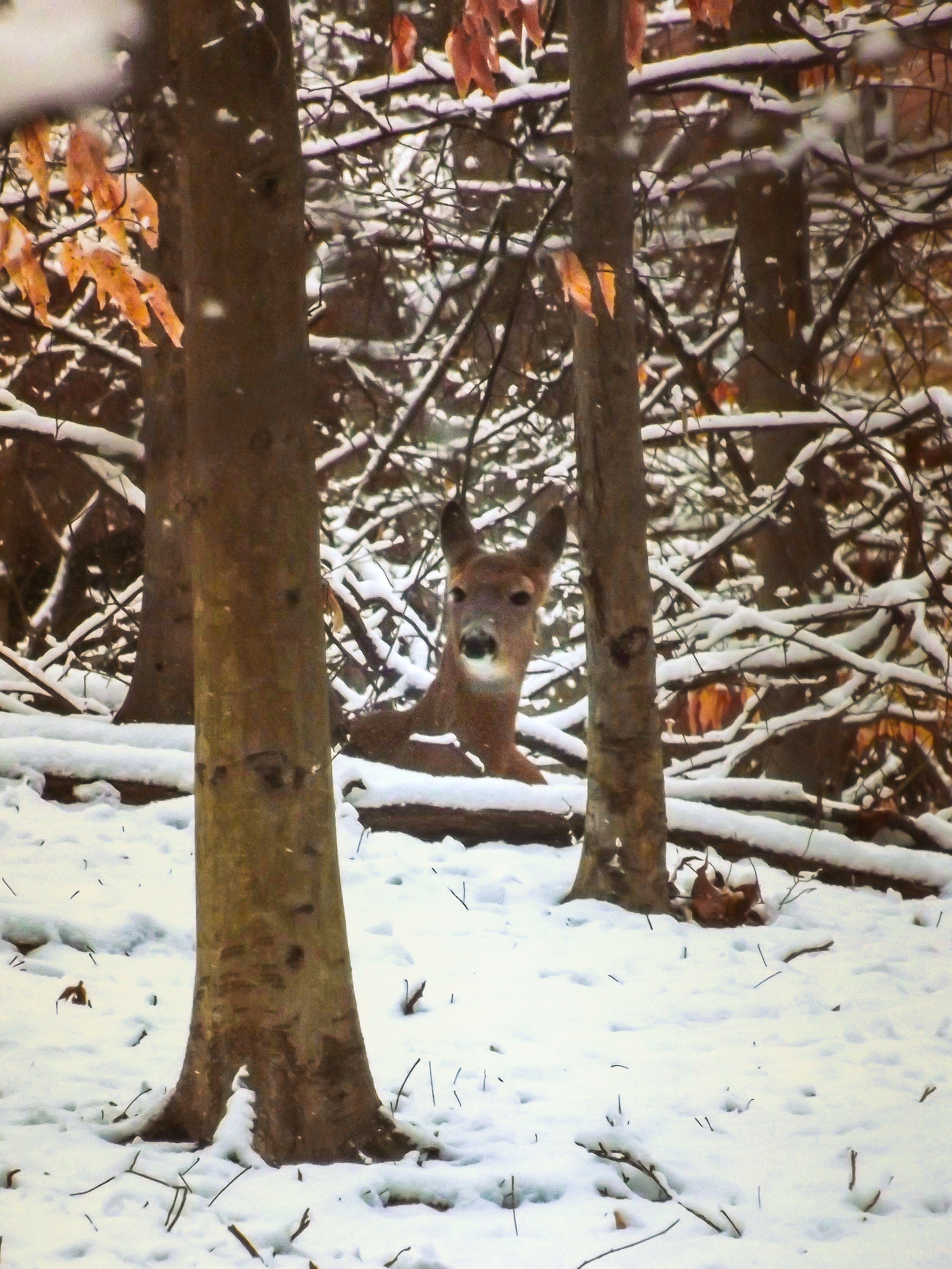 DSCF2637-2.jpg
