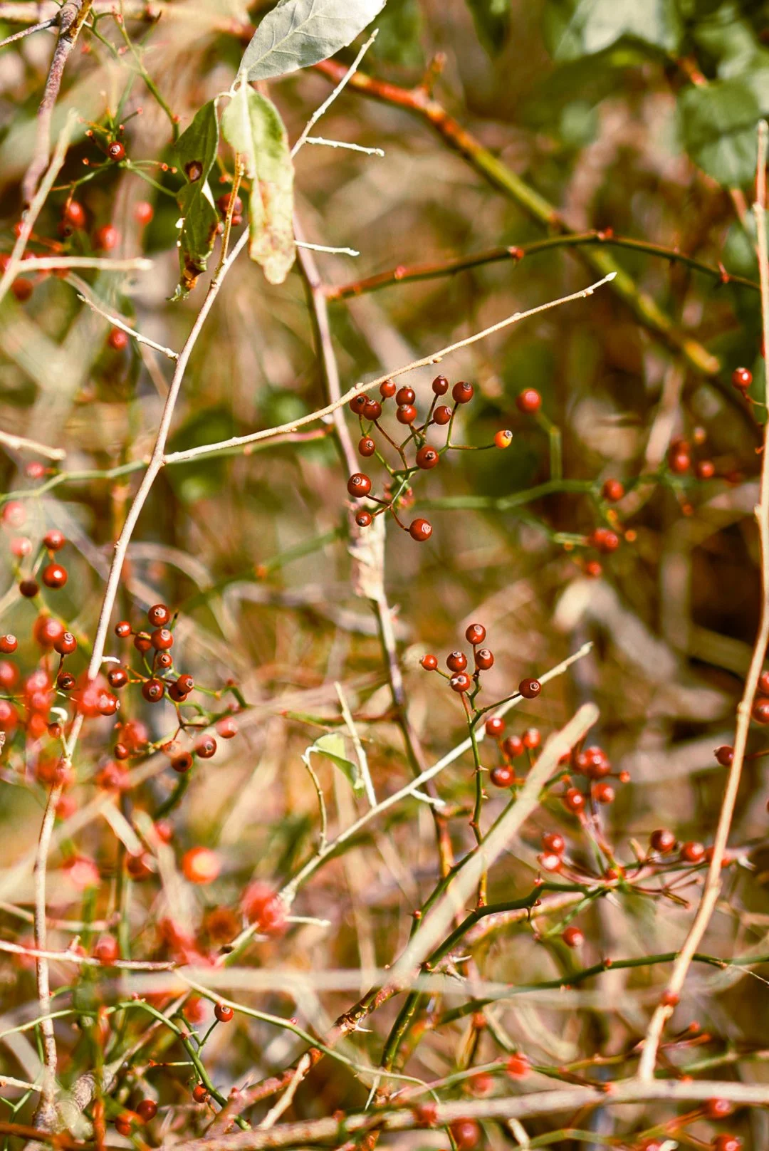 DSC03754-2.jpg
